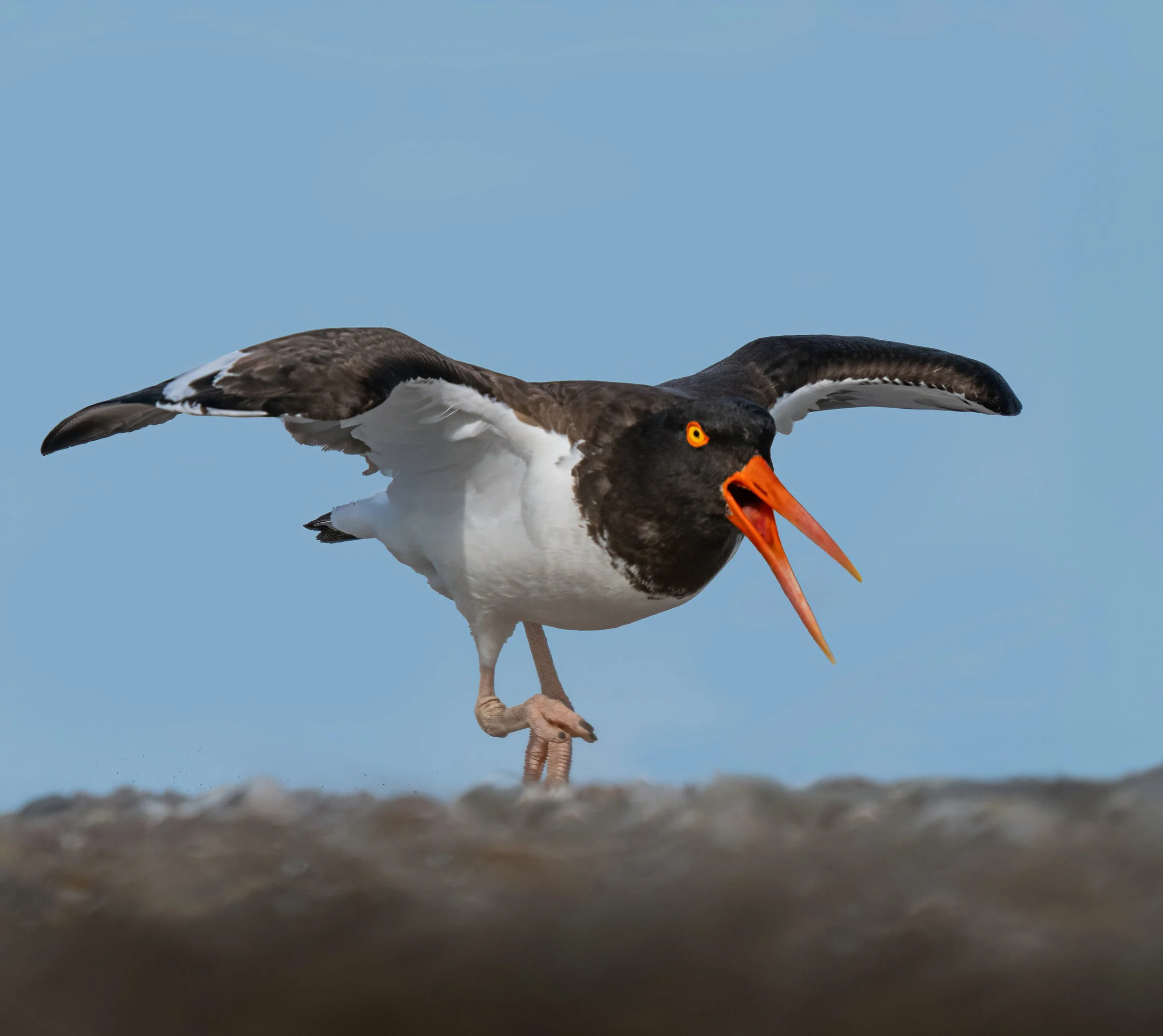 American Oyster Catcher, ready for takeoff

Take, handheld, using the @omsystem.americas M Zuiko 150-400mm lens with the internal lens 1.25X engaged for 1000mm FFEQ. 

1/3200 | ISO 400 | f5.6

I saw them on a little knoll from a distance and patientl
