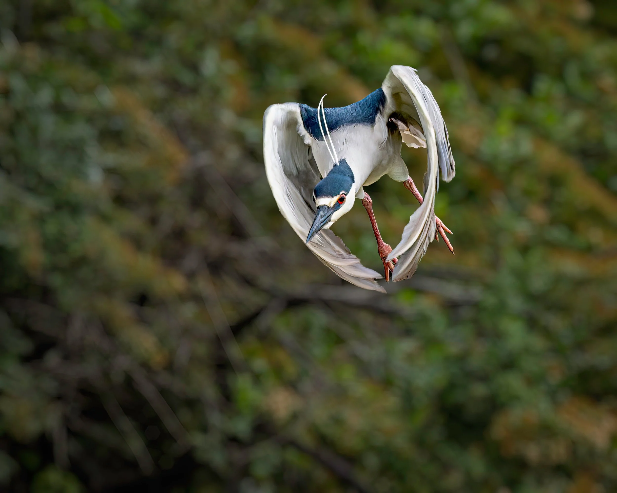Black-crowned night heron, swipe right for two more wing variations

Take, handheld, using the @omsystem.americas M Zuiko 150-400mm lens on my OM-1 mark II

@omsystem.cameras #omsystem #birds #BIF #flight #blackcrownenightheron #herons #lisatomphotos