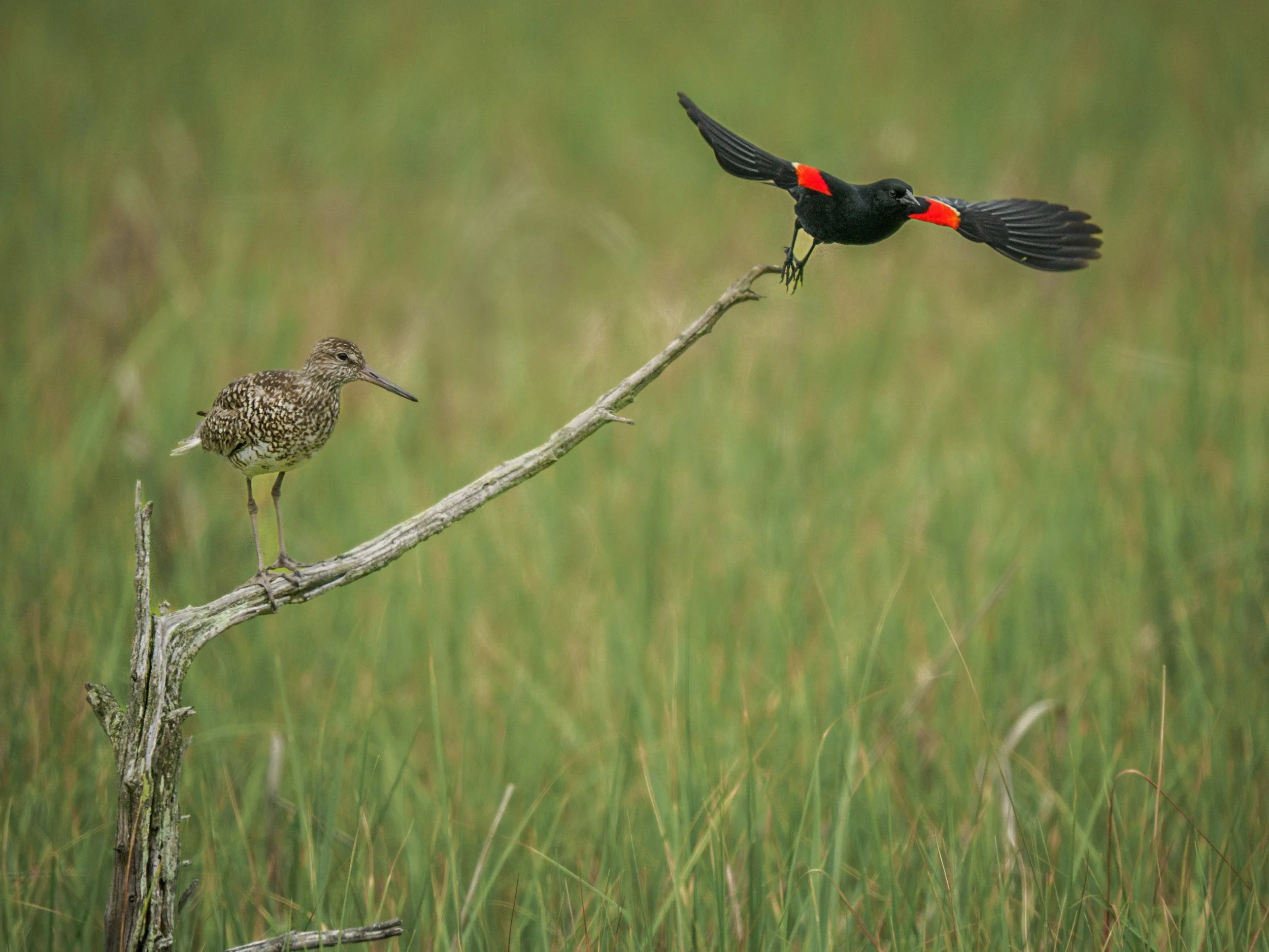 This RWBB (red-winged black bird) came and sat peacefully next to this willet for a tad, not chasing it off like it does most birds including the Osprey and eagle

Taken, handheld, using pro-capture with the @omsystem.americas M Zuiko 150-400mm lens 