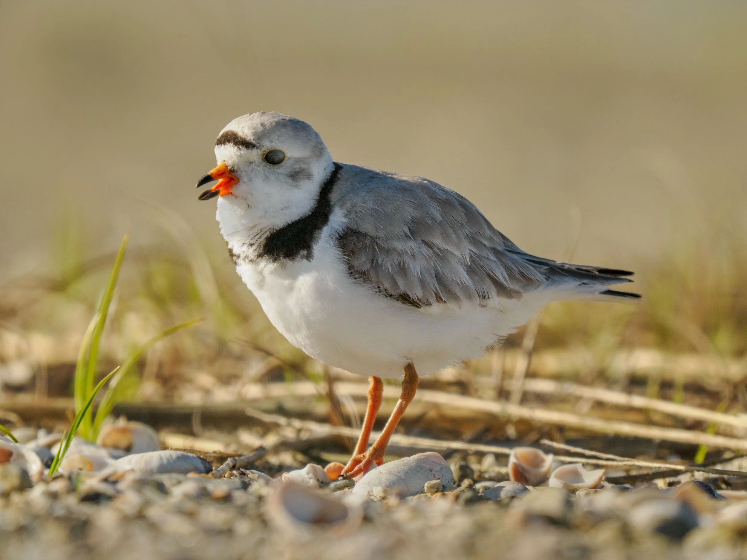 Piping Plover, calling to its mate

Taken, handheld, with the @omsystem.americas M Zuiko 150-400mm lens on my OM-1 mark II

#omsystem #pipingplover #shorebirds #birds #150400mm #mzuiko #lisatomphotos