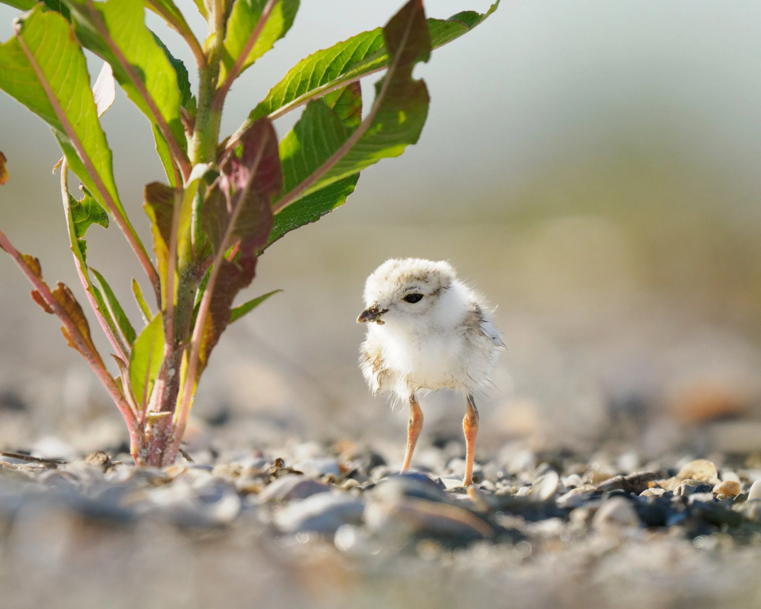 Piping Plover chick, just a few days old

Taken, handheld, with the @omsystem.americas M Zuiko 150-400mm lens on my OM-1 mark II

#omsystem #pipingplover #shorebirds #birds #150400mm #mzuiko #lisatomphotos