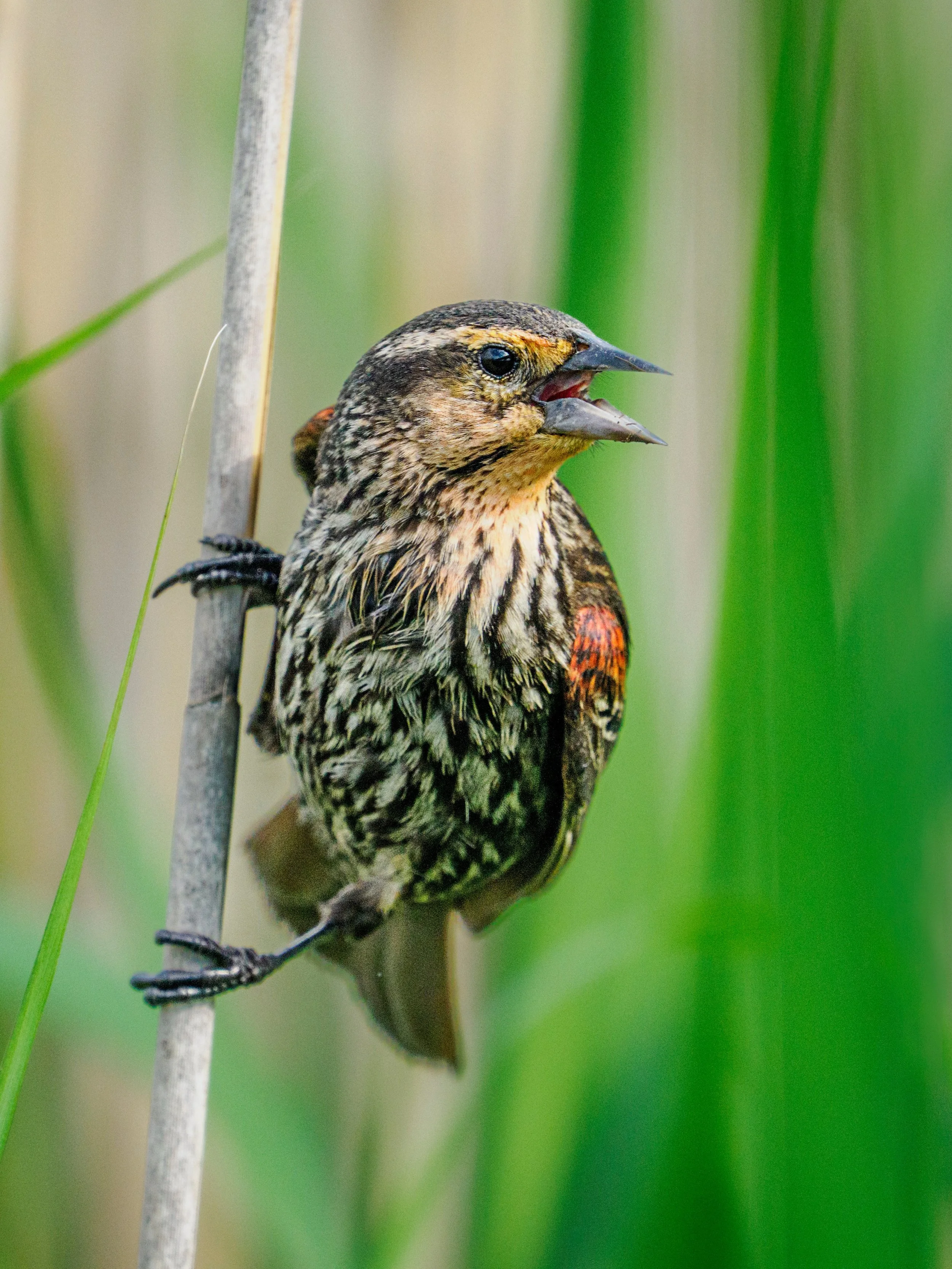 Female RWBB (red-winged blackbird)

Taken, handheld, using the @omsystem.americas M Zuiko 150-400mm lens with the internal 1.25X engaged for 1000mm on my OM-1 mark ii camera

#omsystem #birds #RWBB #redwingedblackbird #lisatomphotos #itsinournature