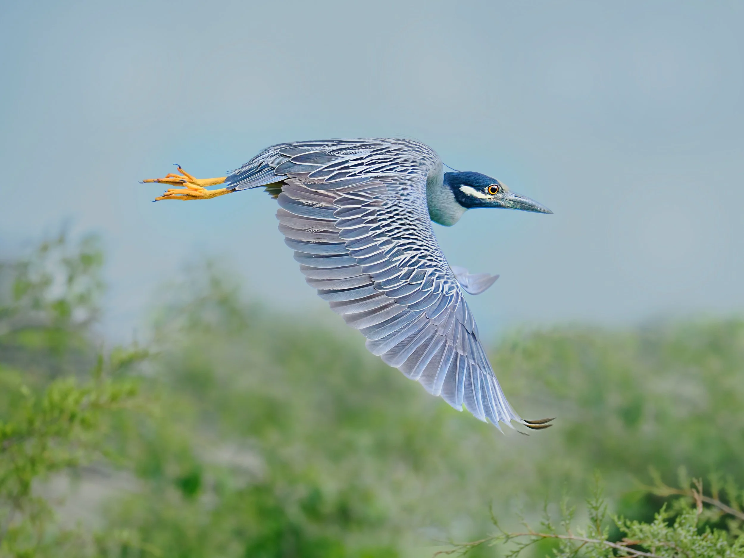 Yellow-crowned night heron

This bird sat a while, so procapture enabled me to capture the sudden take off

Taken, handheld, using the @omsystem.americas M Zuiko 150-400mm lens with the internal 1.25X engaged for 1000mm on my OM-1 mark ii camera

#ms