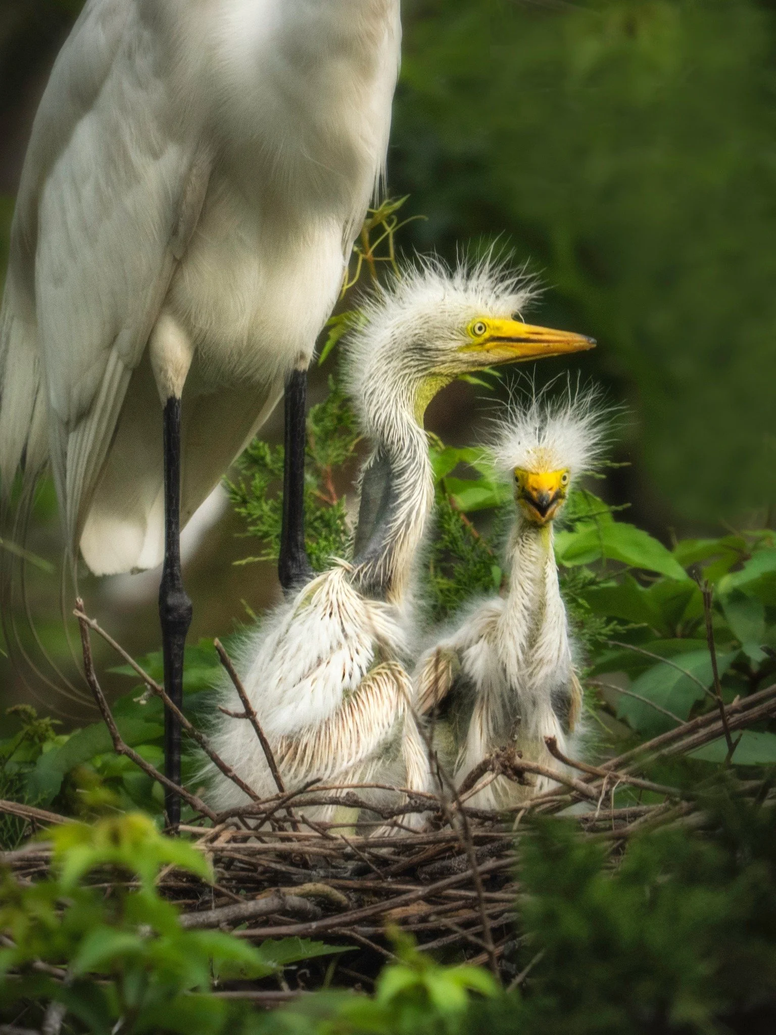 Great Egret chicks

Taken, handheld, with OM-1 mark II and the @omsystem M Zuiko 150-400mm lens with the internal lens .25X engaged for 1000mm FFEQ 
f5.6 | 1/1600 ISO 1000

#greategret #babybirds #egrets #nestingbirds  #omsystemcameras #omsystem #lis
