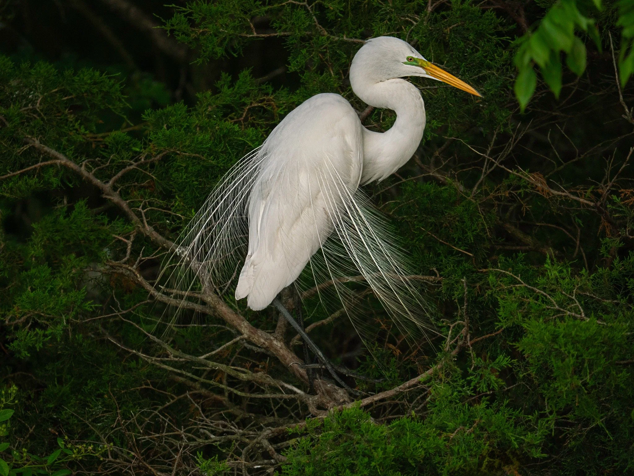 Great Egret, breeding plumage

Taken, handheld, with OM-1 mark II and the @omsystem M Zuiko 150-400mm lens with the internal lens .25X engaged for 1000mm FFEQ 

f5.6 | 1/1000 ISO 800

#greategret #babybirds #egrets #nestingbirds  #omsystemcameras #om