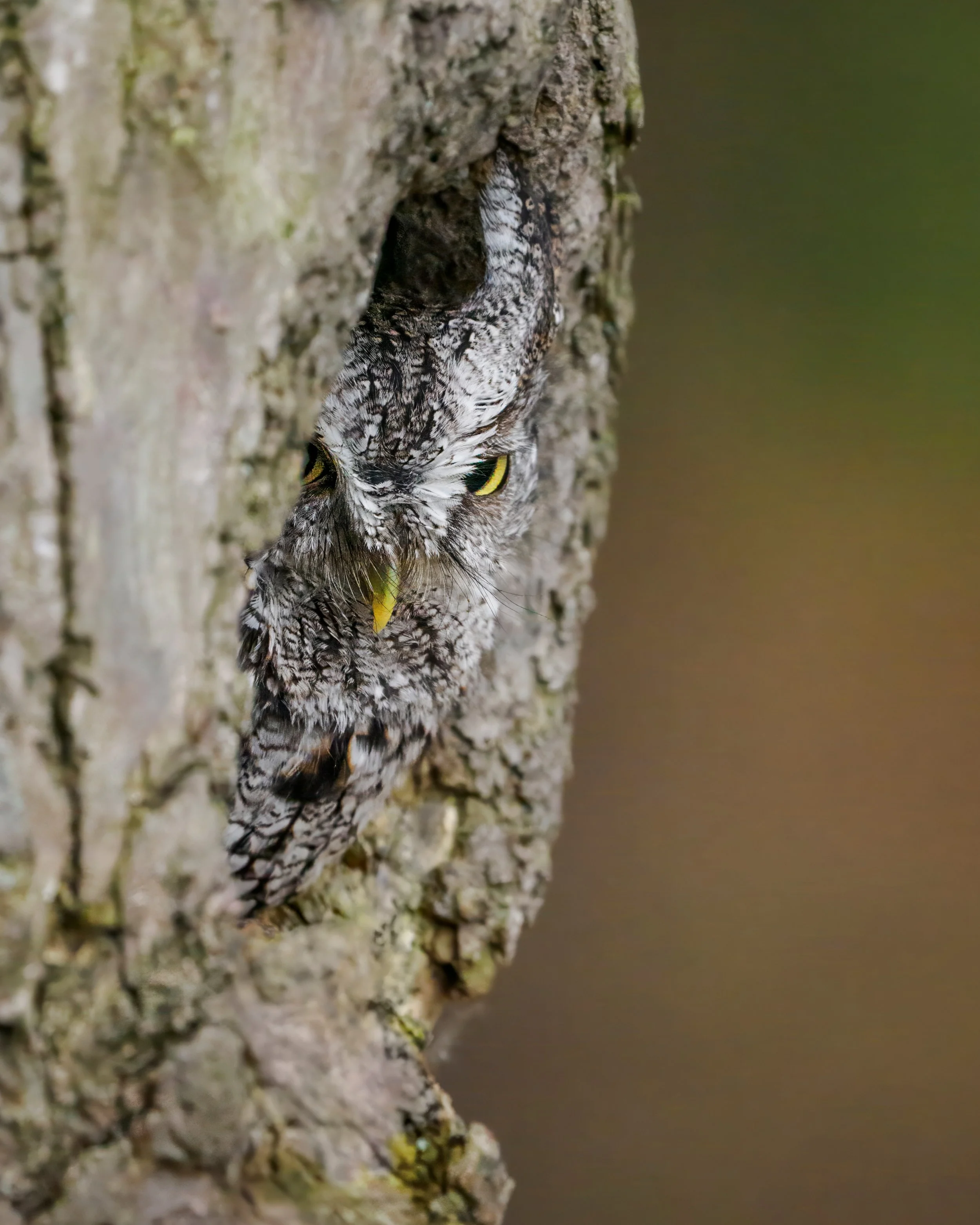 Eastern Screech owl, grey morph.
They make a little whinny sound

Fun fact, we have more greay morphs than red morphs in the greater New England area (~8:2) but people notice red morphs more since grey morphs blend in with the bark more

Taken, handh