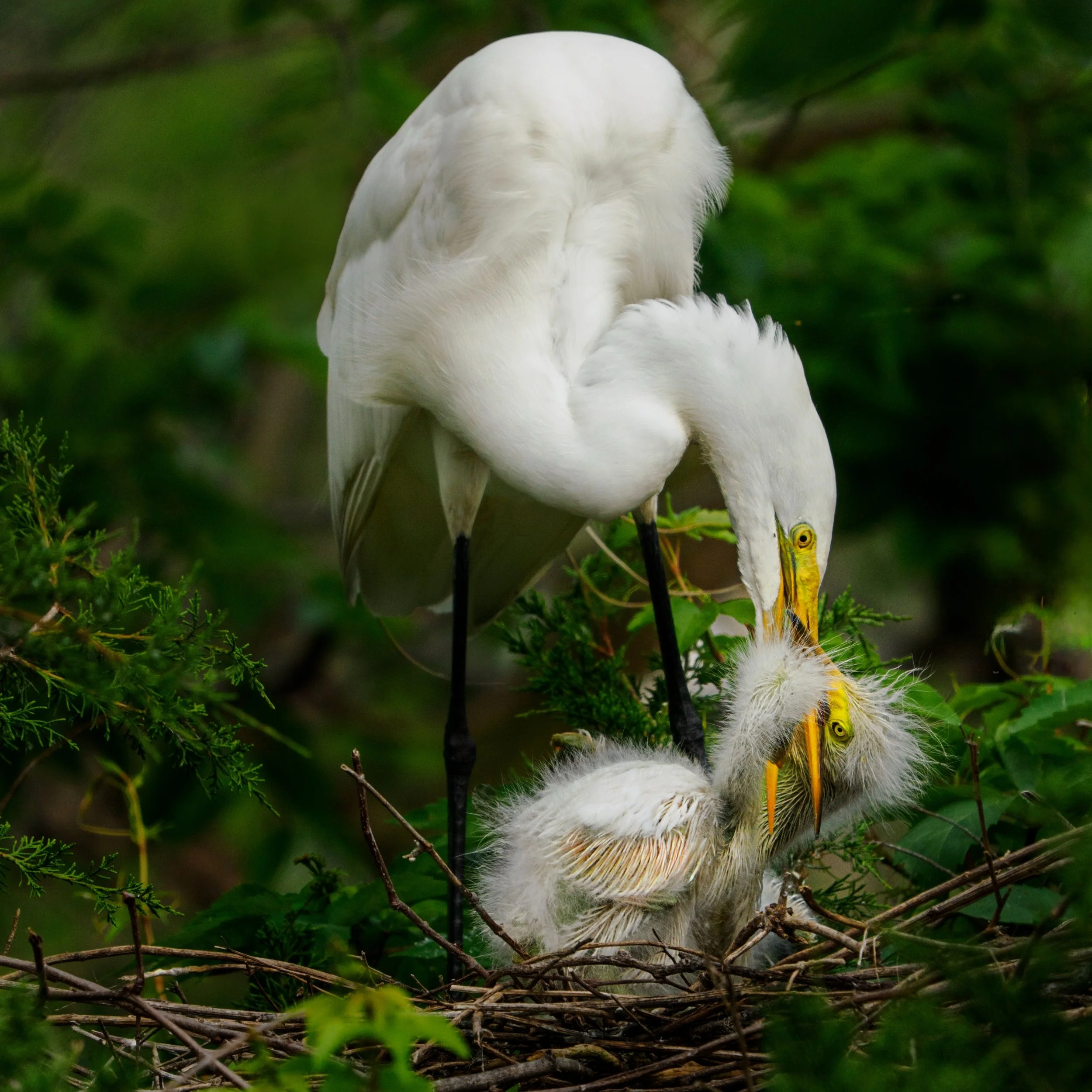Two great egret chicks trying to get their parent to regurgitate food for them.

Black crowned night heron

Taken, handheld, using the @omsystem.americas M Zuiko 150-400mm lens with the internal lens 1.25X negaed on my OM-1 mark ii

#omsystem #heron 