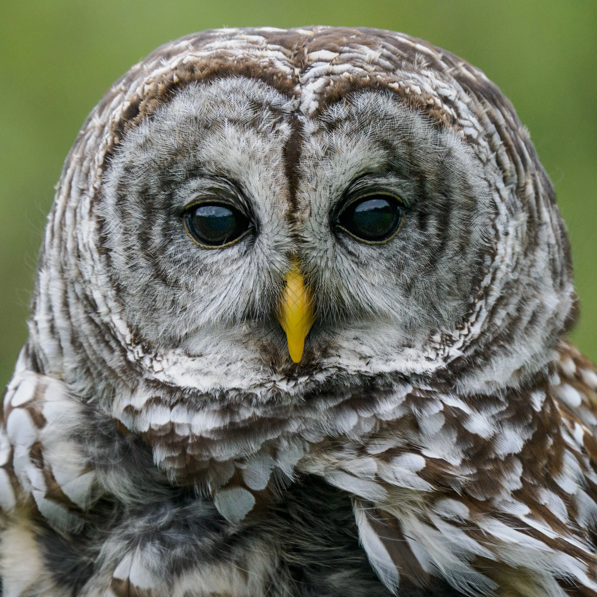 Barred Owl.

Taken, handheld, using the @omsystem.americas M Zuiko 150-400mm lens with the internal lens 1.25X negaed on my OM-1 mark ii

#omsystem #owlsofınstagram #birds #owls #barredowls #lisatomphotos