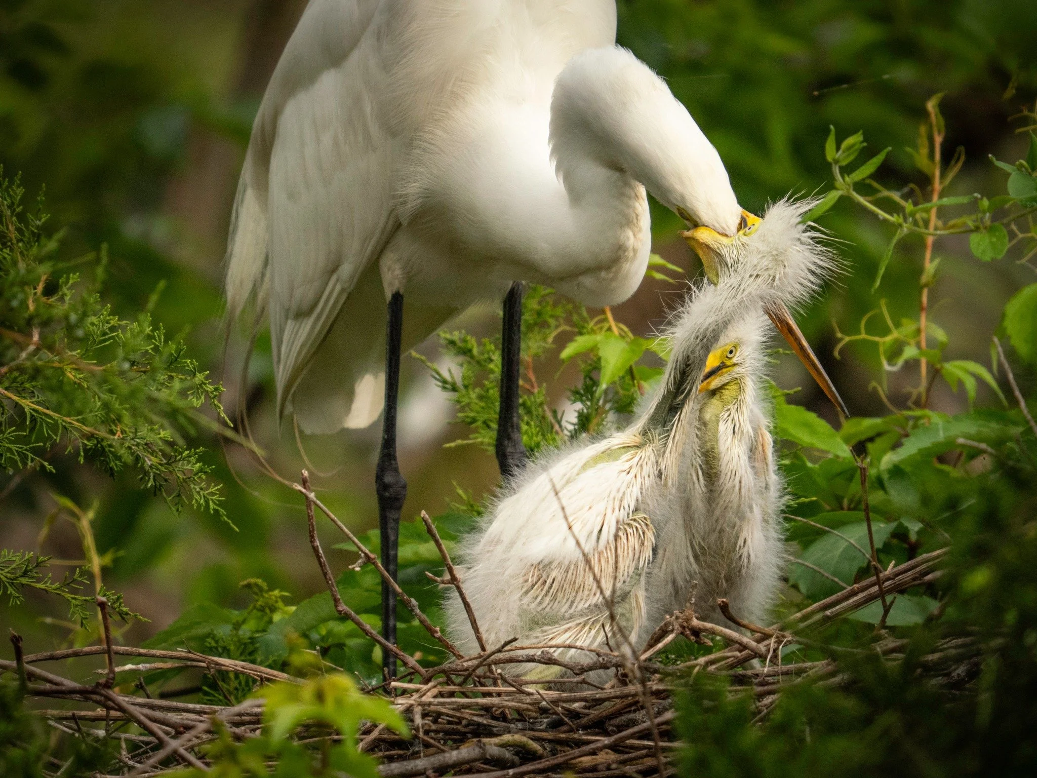 Watching Egrets feed their young makes one grateful for Gerber foods

Great Egret chicks

Taken, handheld, with OM-1 mark II and the @omsystem M Zuiko 150-400mm lens with the internal lens .25X engaged for 1000mm FFEQ 
f5.6 | 1/1600 ISO 1000

#greate