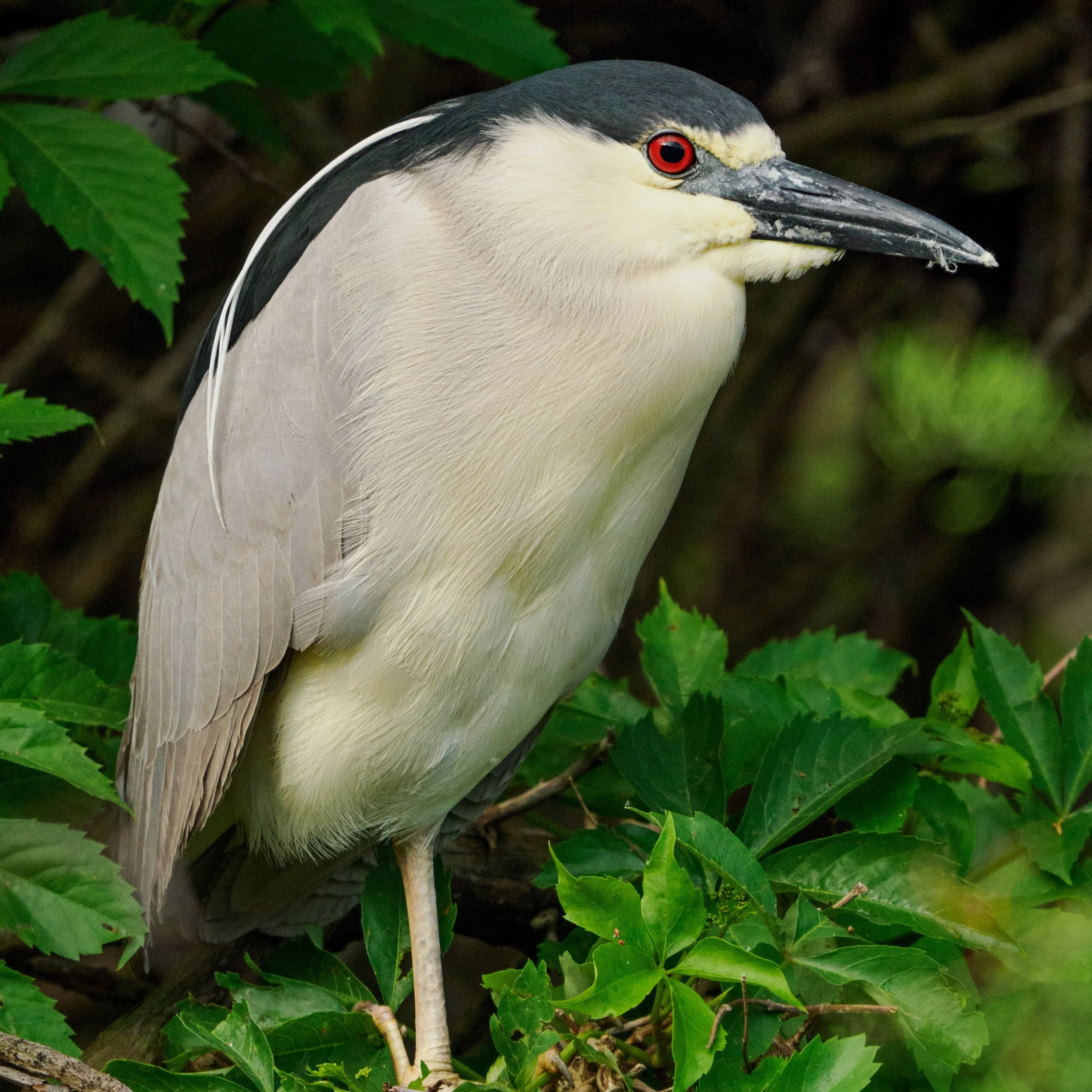 Black crowned night heron

Taken, handheld, using the @omsystem.americas M Zuiko 150-400mm lens with the internal lens 1.25X negaed on my OM-1 mark ii

#omsystem #heron #birds #blackcrownednightheron #lisatomphotos