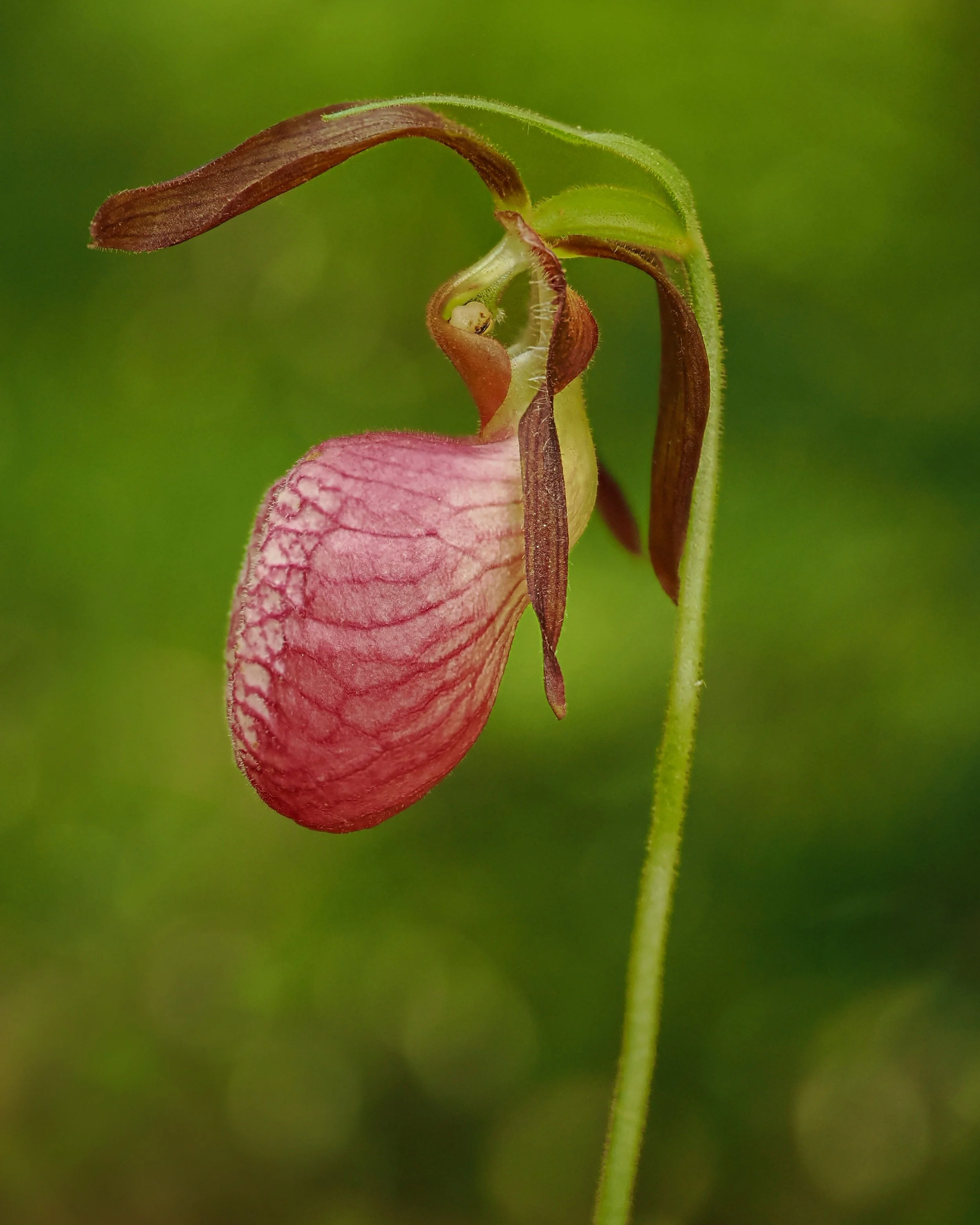 Lady Slipper

Taken, handheld, focus-stacked in-camera, 10 stacks

Taken with the @omsystem.cameras M Zuiko 90mm macro lens on my OM-1 mark II camera using the fl700wr flash and the @ak_diffuser 

@OMSYSTEM.americas @littleriverphotoworkshops @stevem