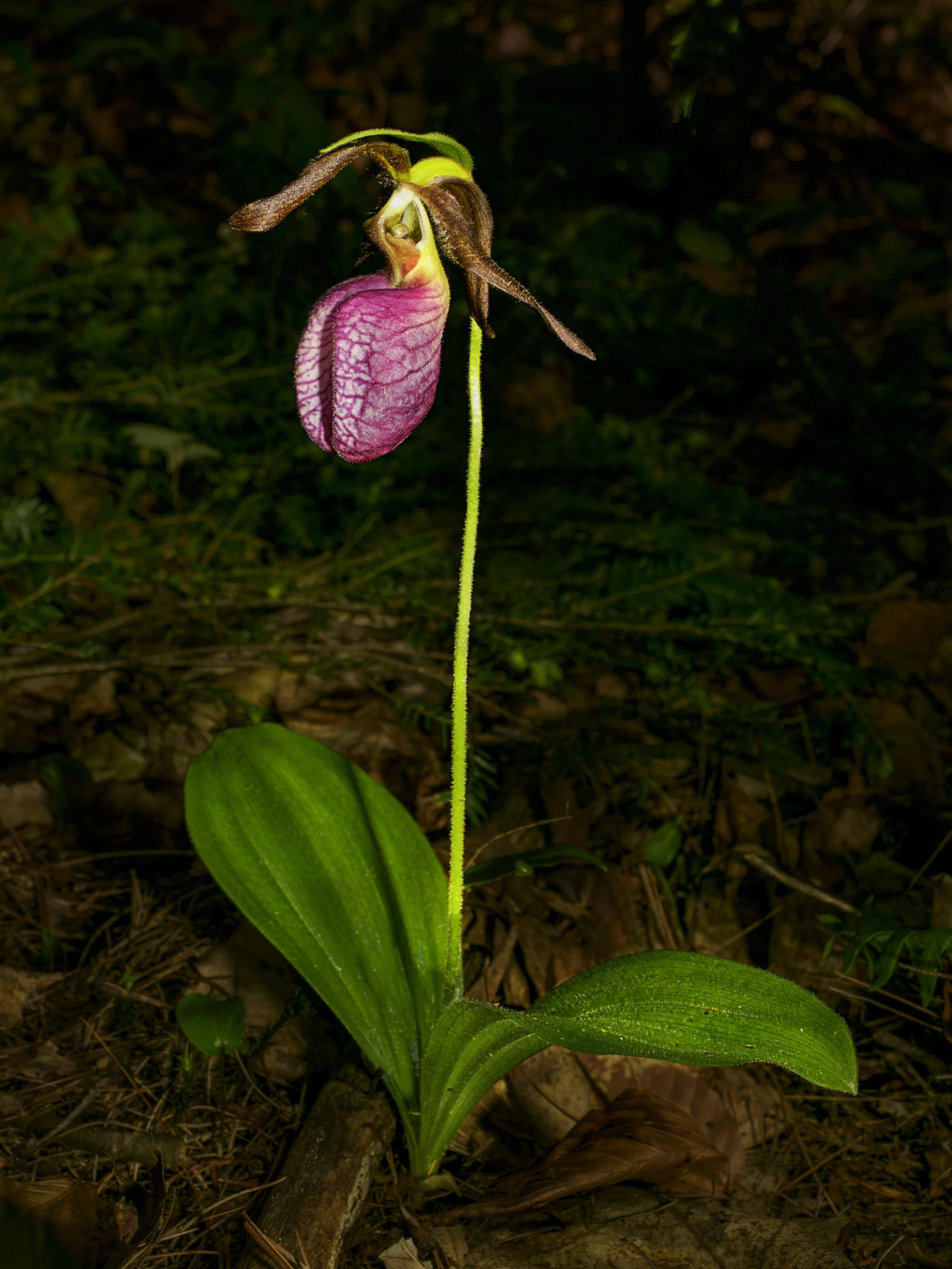 Lady Slipper
lightpainted using daylight live composite (~3pm ET)

iso 200 | f10 | many 1/2 second in-camera stacks

Taken using the @omsystem.americas M Zuiko 12-100mm lens on my OM-1 mark II camera.

@omsystem.cameras #omsystem #ladyslipper #spring