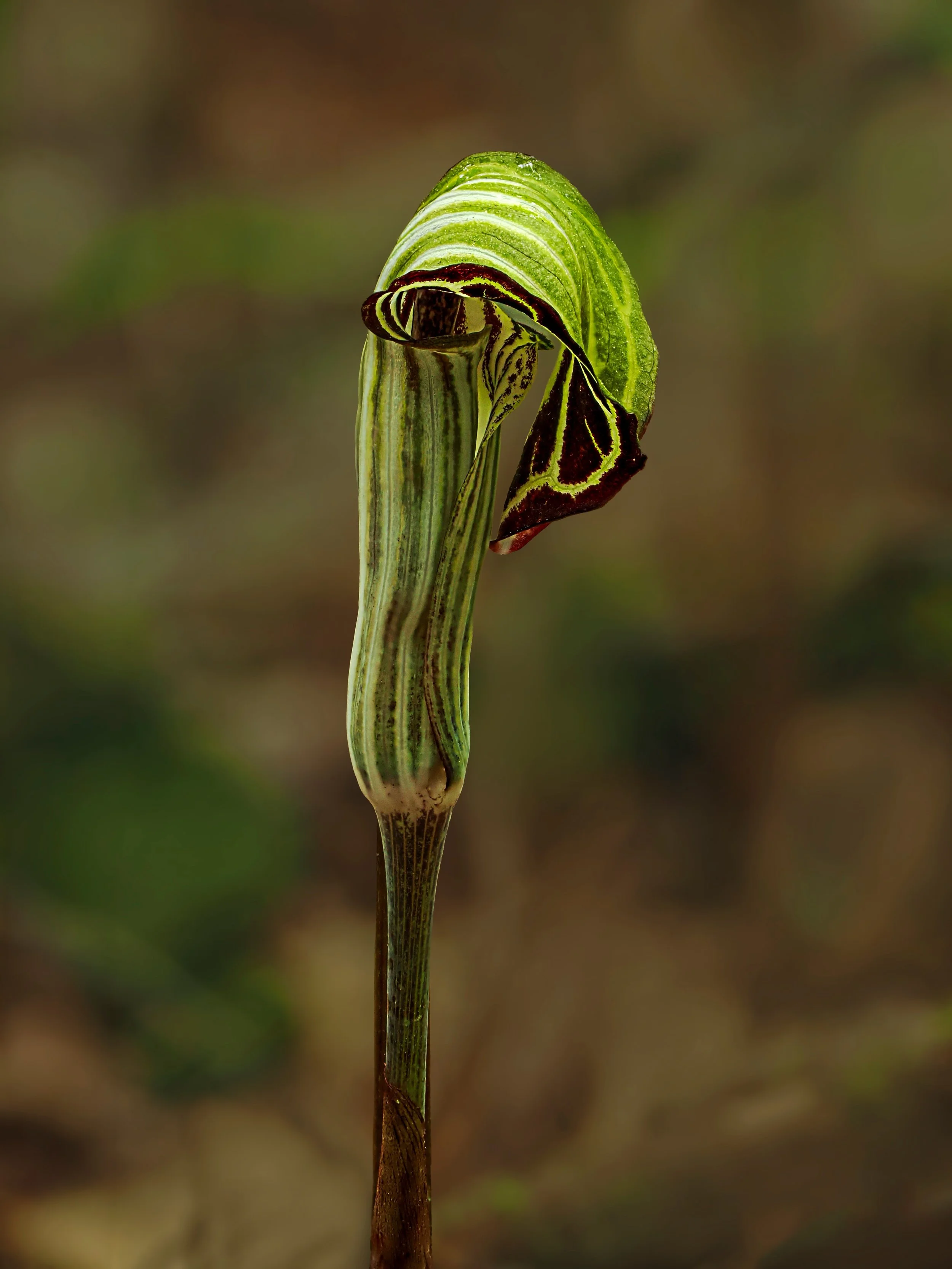 Jack in the pulpit
Focus stacked in-camera 

f4 | iso 200 | 10 stacks

Taken using the @omsystem.americas M Zuiko 12-100mm lens on my OM-1 mark II

#omsystem #jackinthepulpit #lisatomphotos @stevemorello @pikeshikes