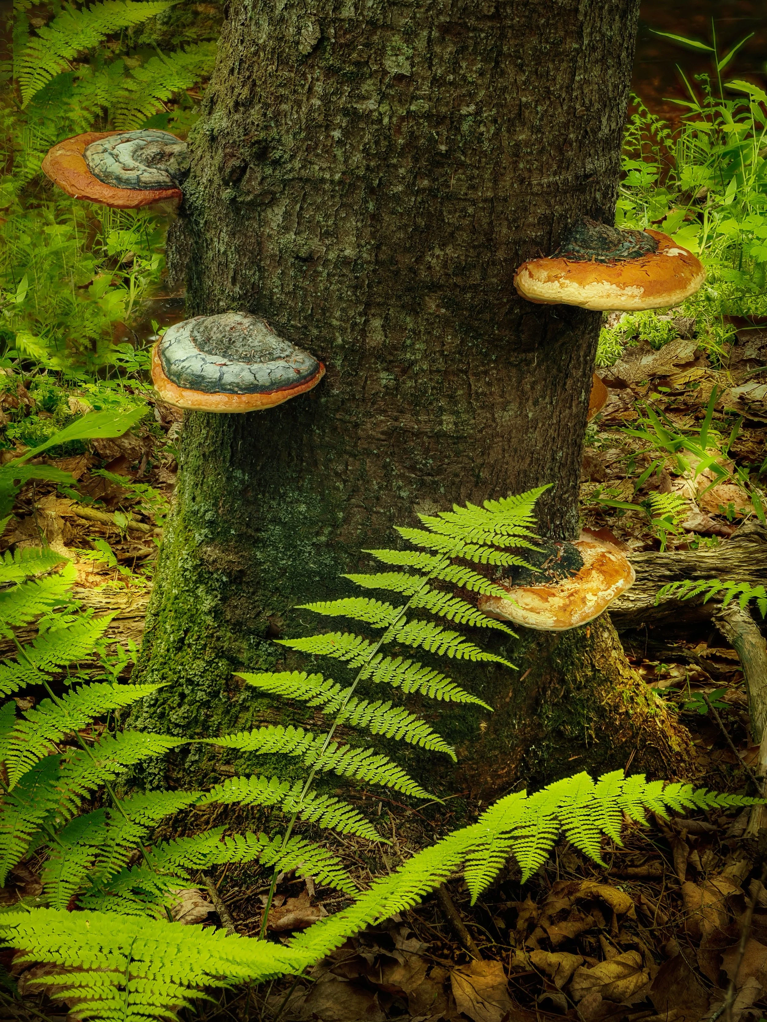 Bracket fungi along the river. Focus stacked in-camera, handheld

The river was rich with subject matter

f4 | iso 400 | 10 stacks, fcus stacked in-camera

Taken, handheld, using the @omsystem.americas M Zuiko 12-100mm lens on my OM-1 mark II

#omsys