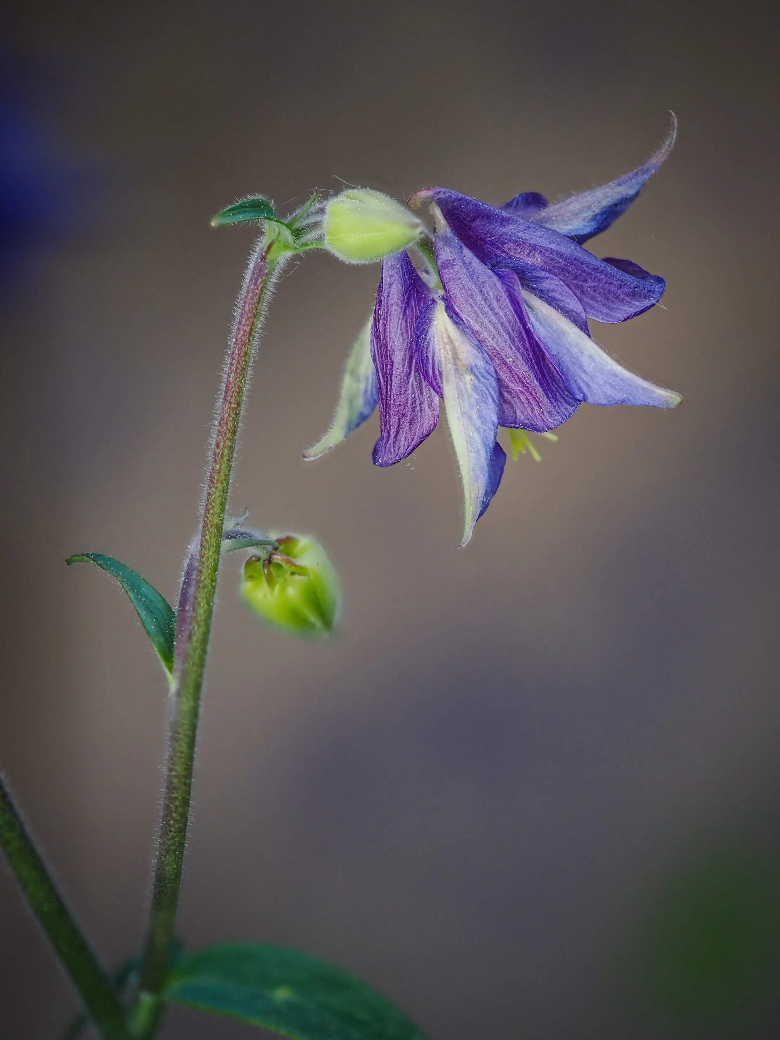 Columbine

Focus stacked, handheld, in-camera
f4 | iso 400 | 10 stacked, stacked in-camera

Taken using the @omsystem.americas M Zuiko 90mm lens on my OM-1 mark II with the @akdiffuser on the fl700wr

#omsystem #flower #focusstacking #columbine #lisa