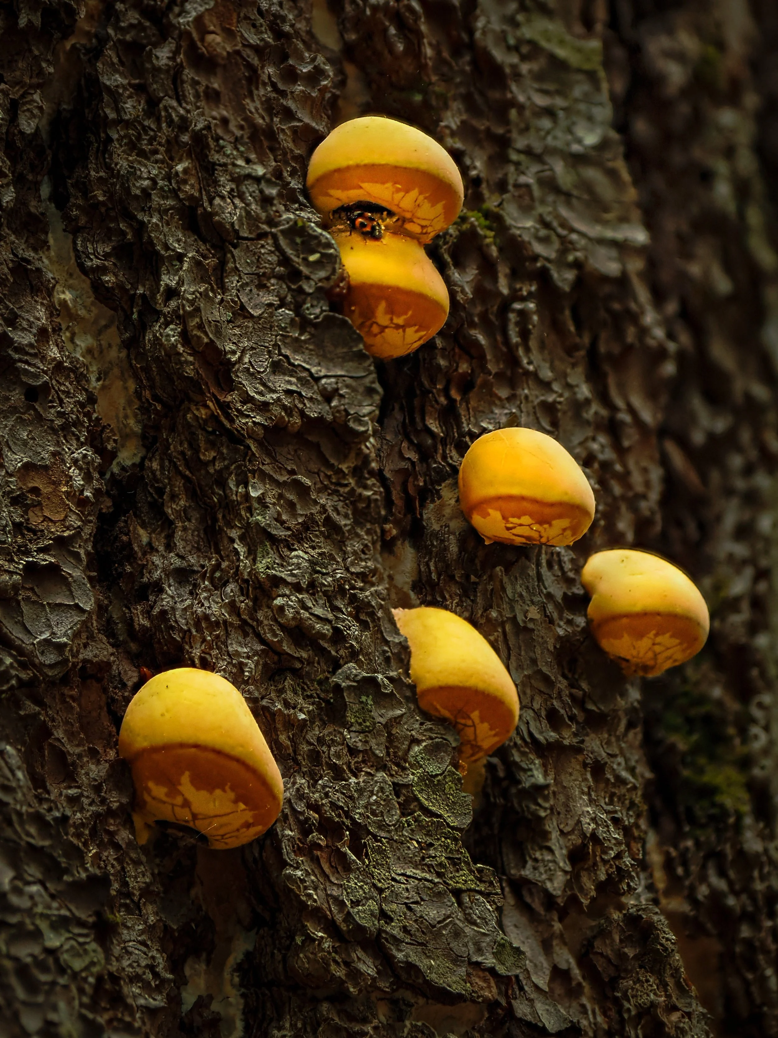 Mushroom on a tree trunk. Focus stacked in-camera, 10 stacks, f4

Taken, handheld, using the @omsystem.americas M Zuiko 12-100mm lens on my OM-1 mark II

#omsystem #msuhrooms #focusstacking #lisatomphotos @stevemorello @pikeshikes