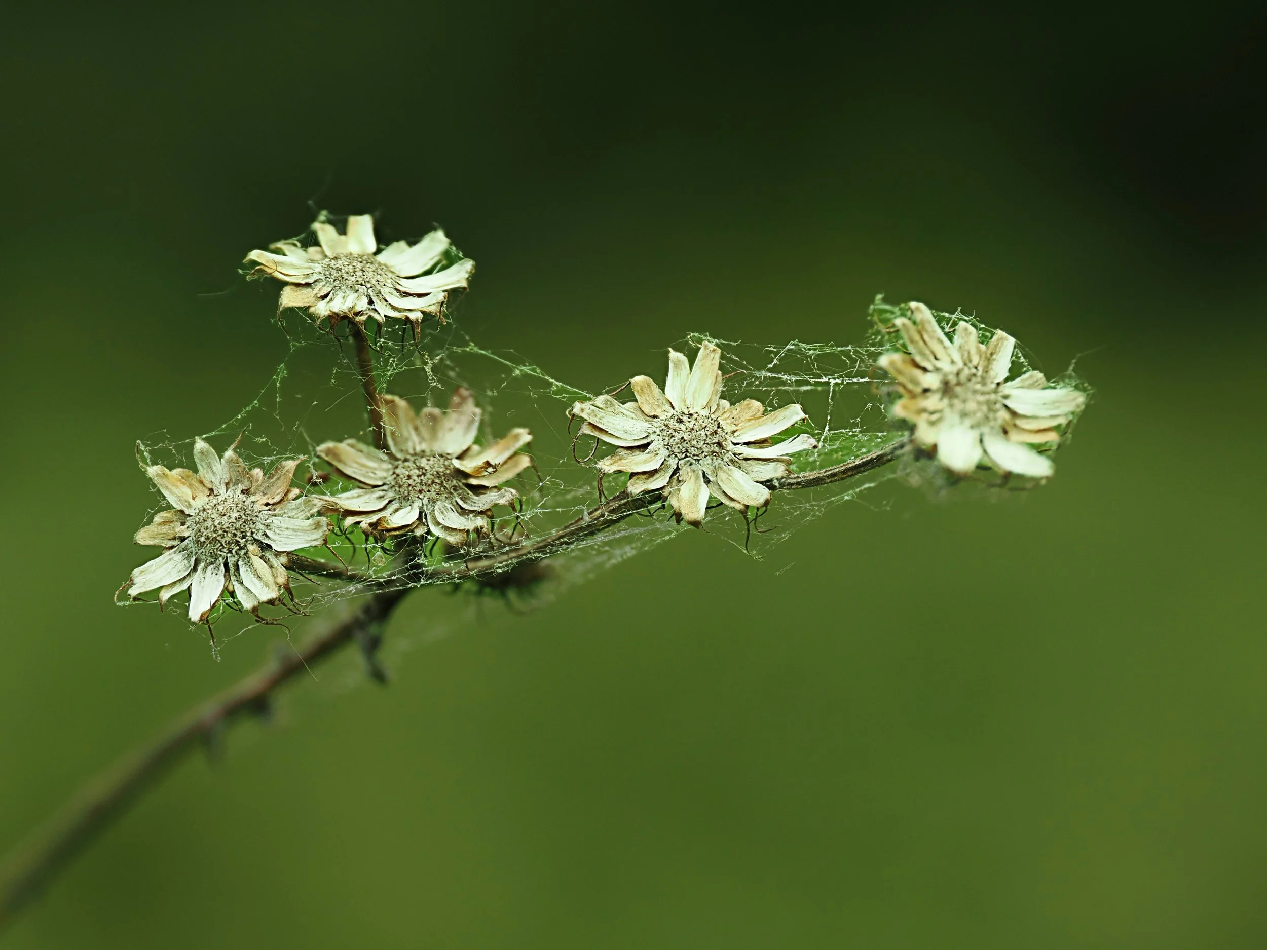 A handful of summer's last whispers cling to a weathered stem, their petals curling inward like pages of a well-loved book. Fine strands of spider silk stitch the fading blooms together, transforming what might seem like decay into a delicate collabo