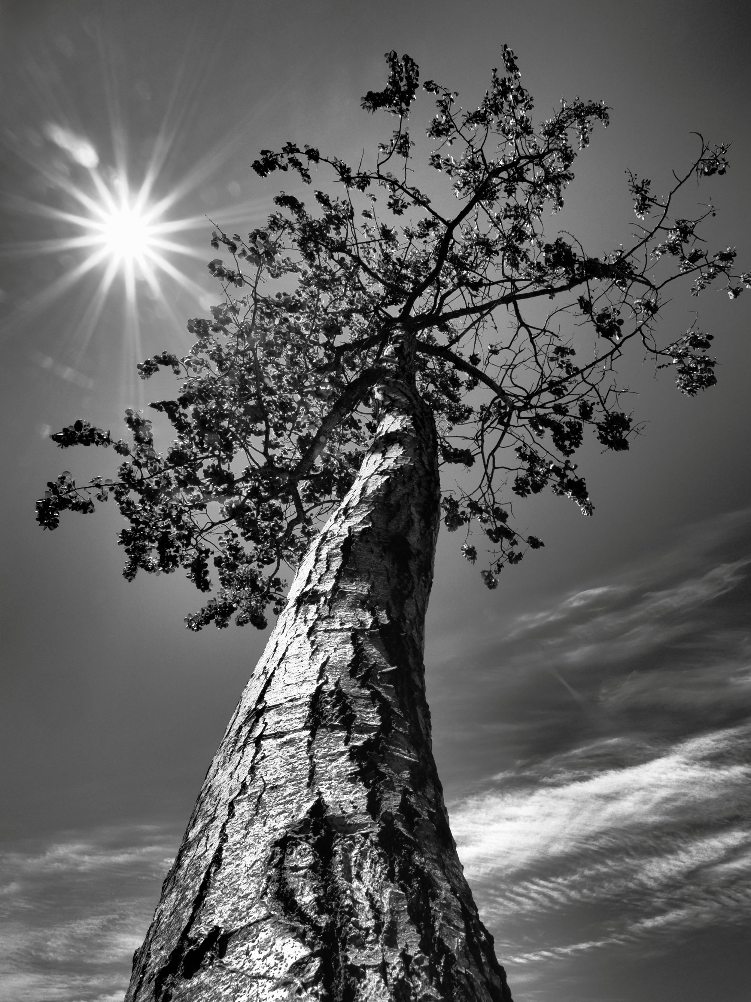 Dramatic tone Art filter with the OM-3
