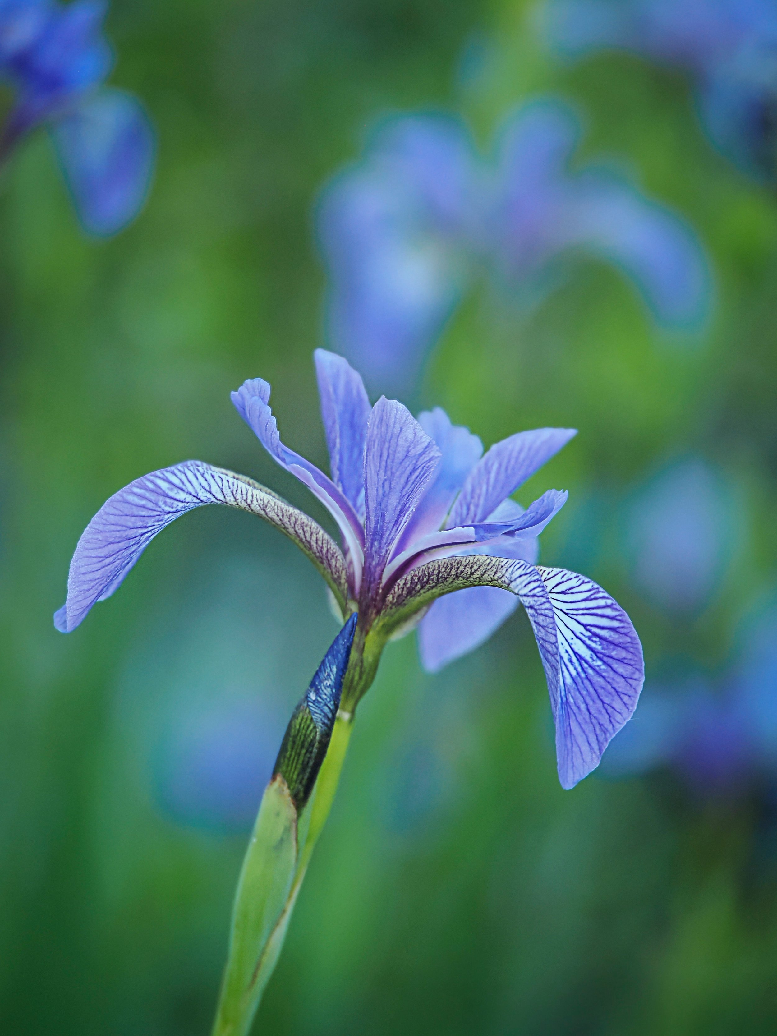 Blue Flag in the Bog

I love how in-camera focus-stacking allows me to keep the background blossoms in soft focus.

Handheld, 8 stacks, taken with the @omsystem.americas M Zuiko 90mm lens on my OM-1 mark II

f3.5 

#omsystem #iris #blueflag #bog #bog
