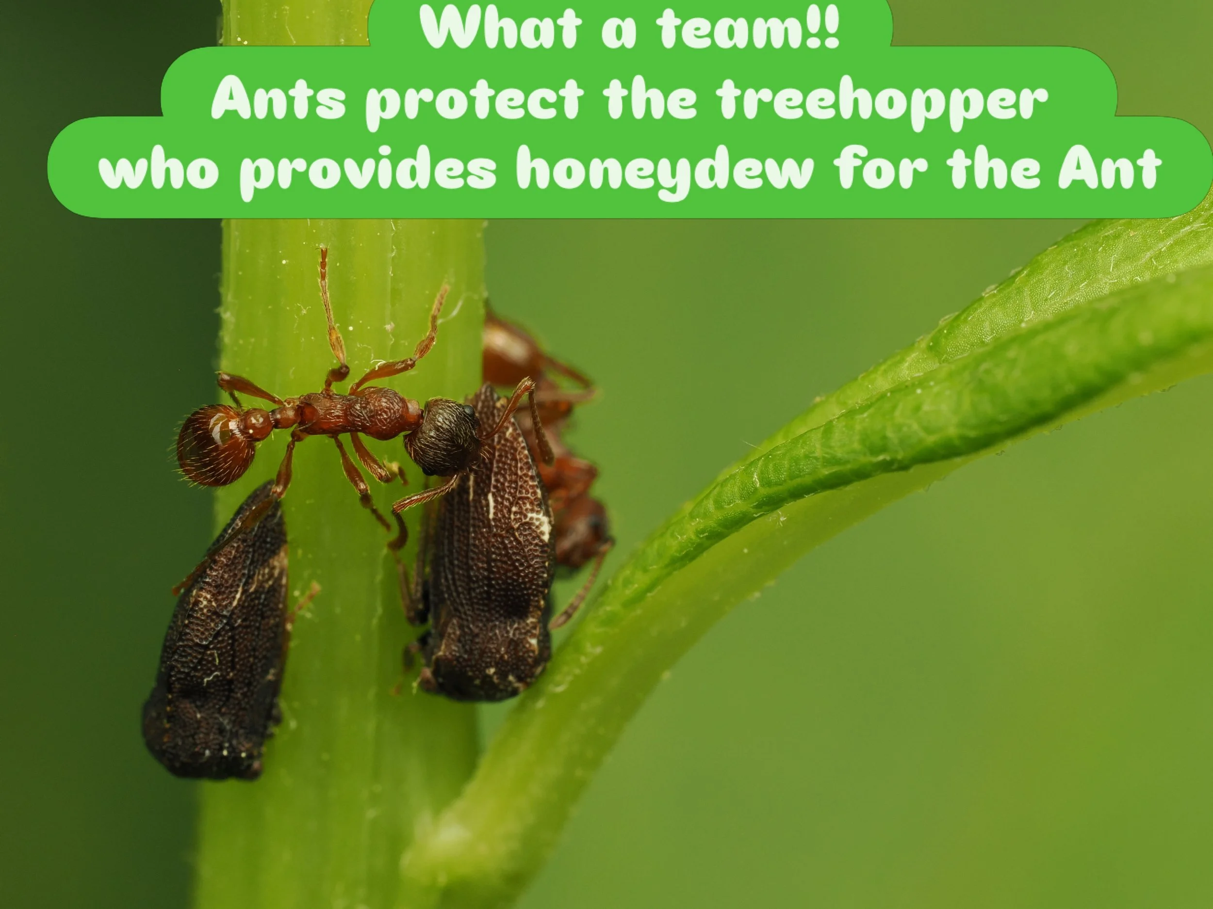 A mutual relationship 
The ants protect the treehoppers who provide honeydew for the ants 

Taken handheld with the @omsystem.americas M Zuiko 90mm lens on the On-1 mark ii f16 1/125

#omsystem