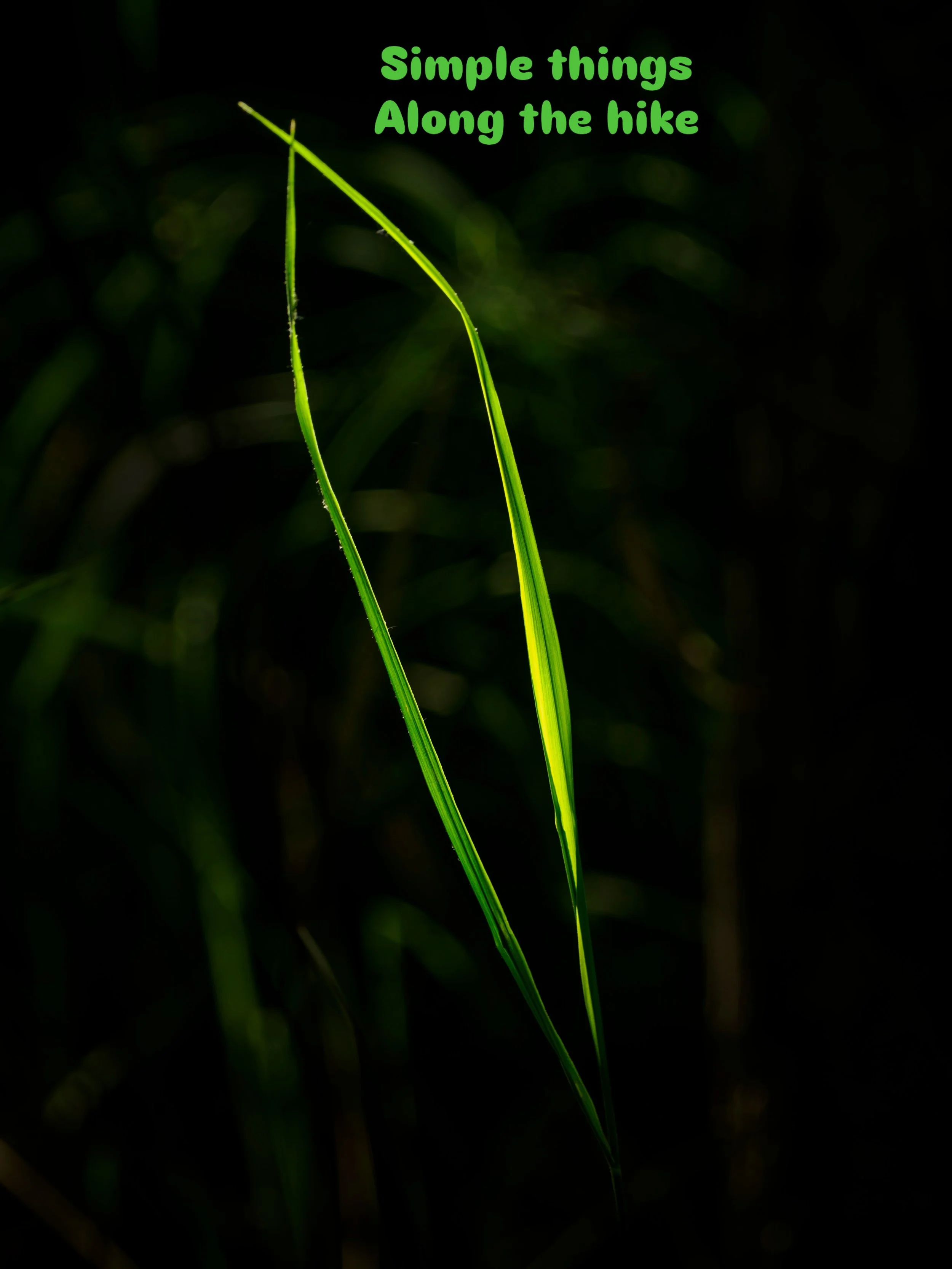 Catching the sunlight grass 
Underexposing to show off these two blades of grass 

@omsystem.americas