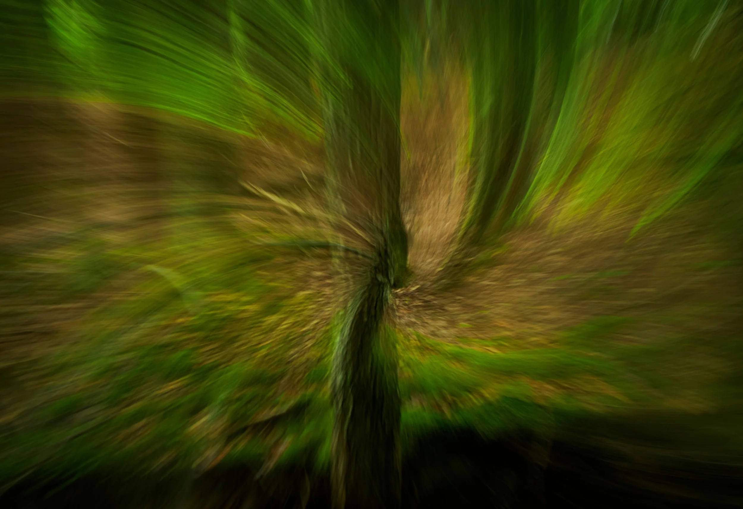 "The forest wasn't spinning and twisting. My imagination was."

Most photographs freeze a moment.

This one tries to capture a journey.

With a gentle twist and turn of the camera during a long exposure, the forest transformed into a rushin
