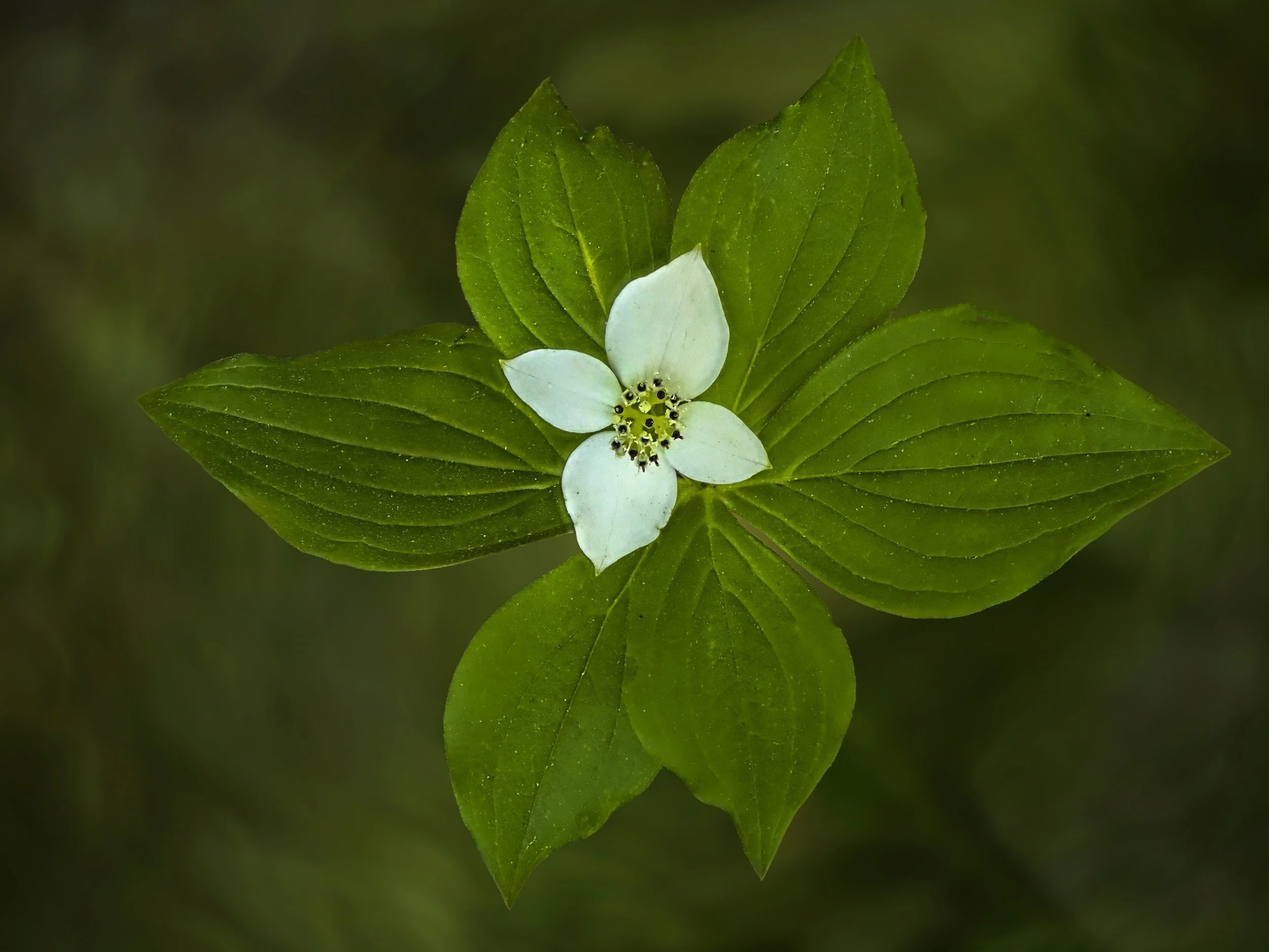 "If forests had fairy traffic circles, bunchberries would be the tiny white signs pointing the way."

Spring is the season of tiny celebrations, and few are as charming as bunchberries.

At first glance, they seem almost shy, hugging the fo