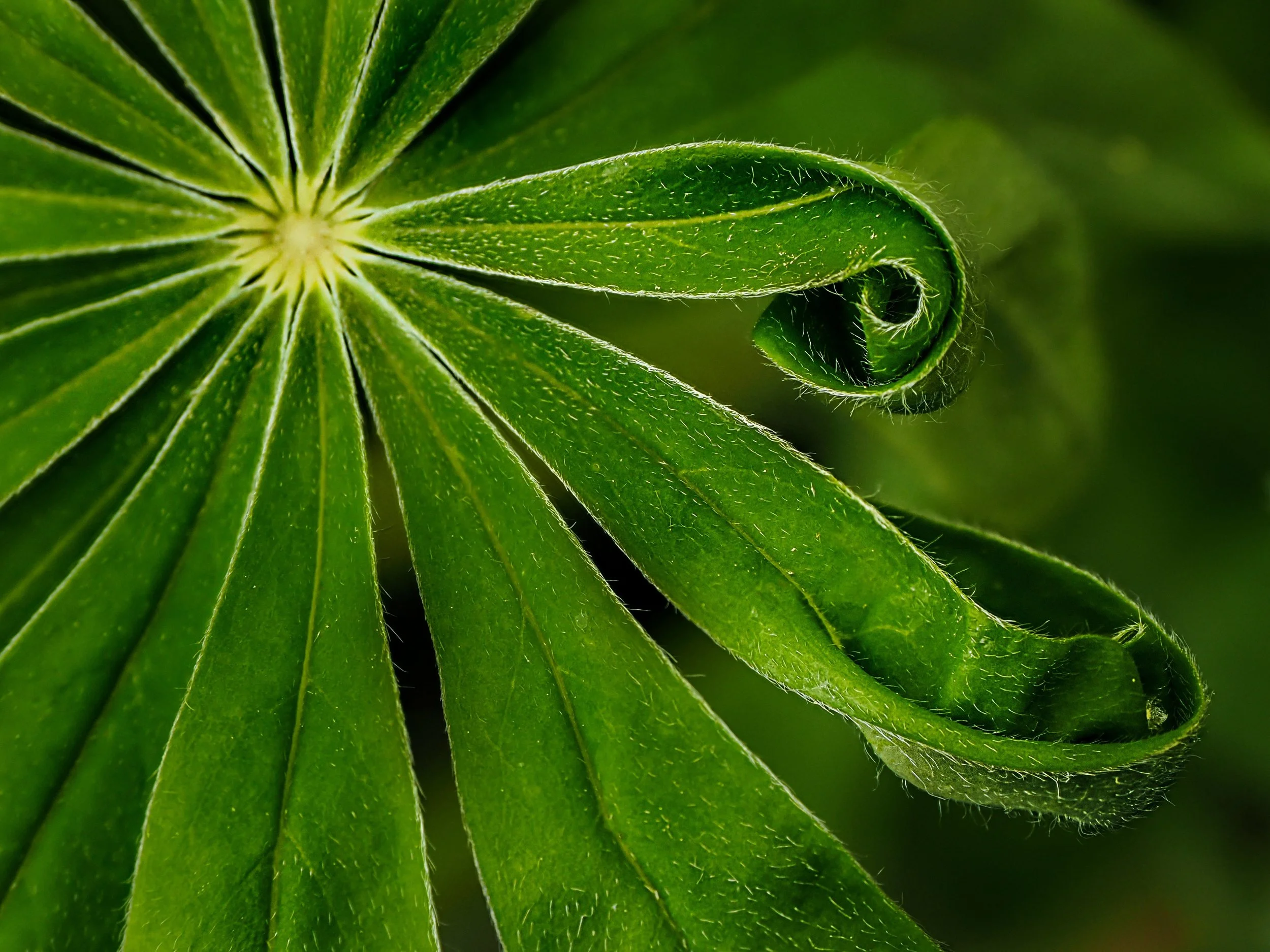 Lupine leaf...always look for the little things

Funny how often we think a photograph begins with a lens, when it really begins with attention.

The best lens is the lens that you have with you...

BUT the real secret is bringing curious eyes wherev