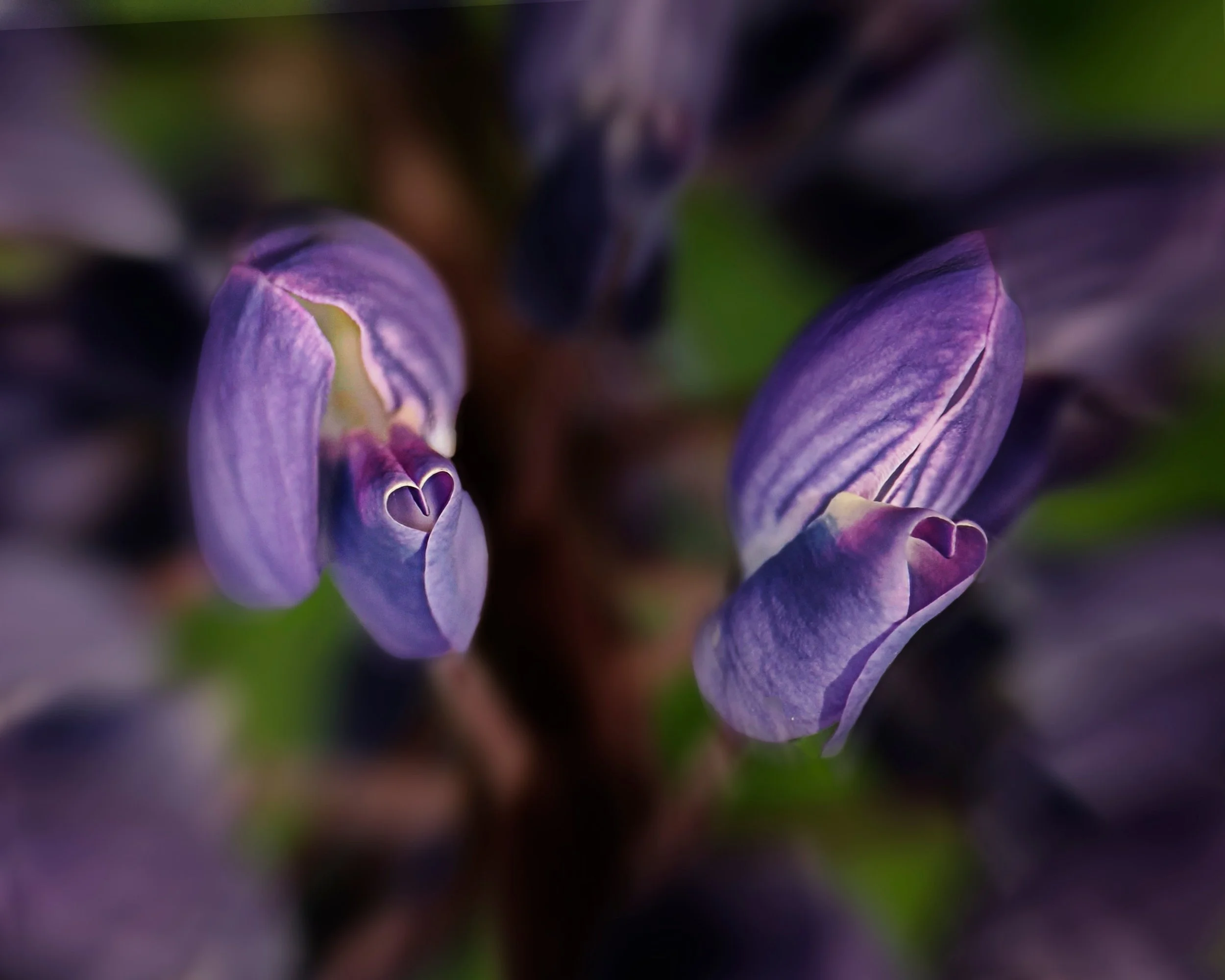 A Heart-to-Heart with Pareidolia 💜💜

Nature has a delightful habit of leaving little surprises for those who slow down long enough to notice.

These tiny blossoms seem to be sharing secrets, each one hiding a perfectly formed heart within its petal