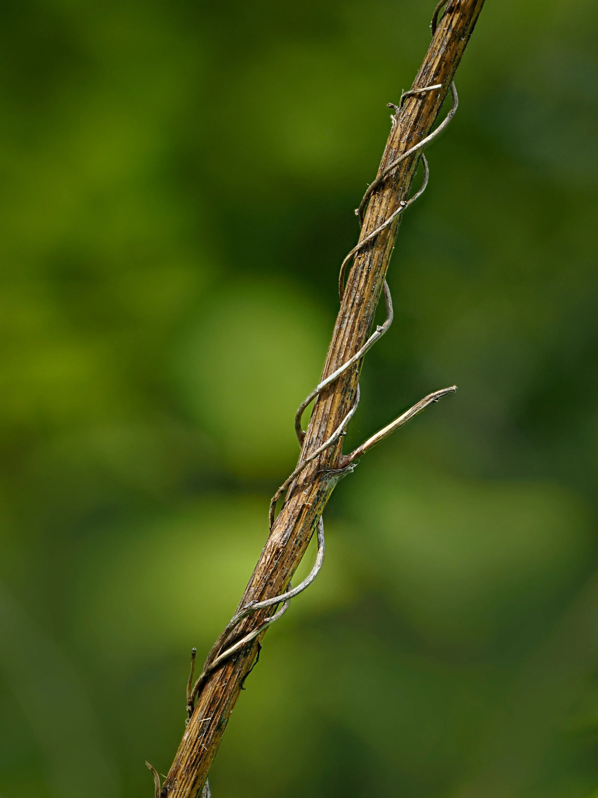 Focus stacked wabi sabi
Taken handheld, 10 stacks, stacked in-camera, with my @omsystem.americas M Zuiko 12-100mm lens on my OM-1 mark II

Wabi Sabi: Nature's Handwriting

Spring rushes in with blossoms and bright greens, but I often find myself draw
