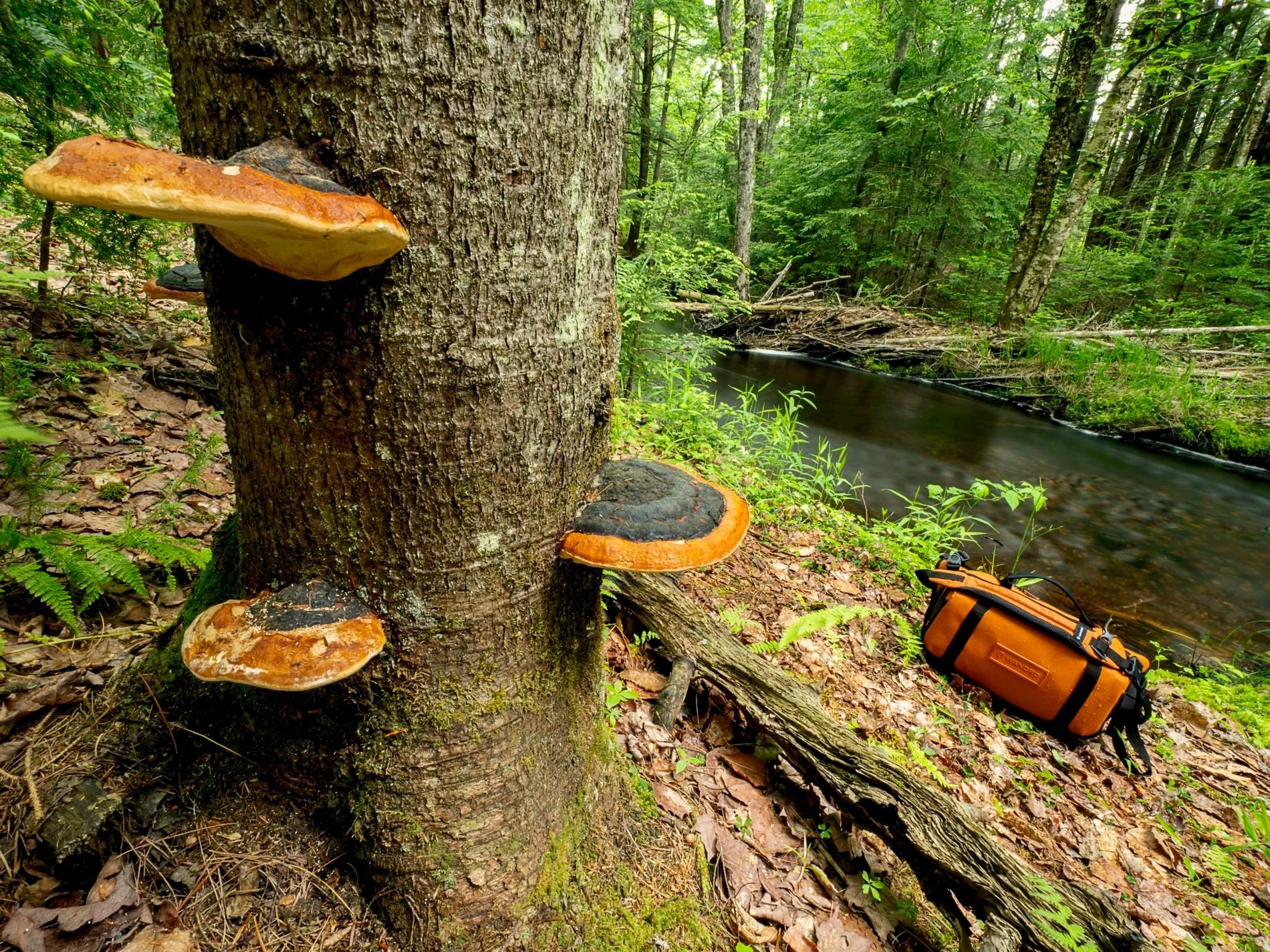 "Somewhere between gear acquisition and forest exploration, the woods decided to accessorize."

Some photographers match their camera bag to their jacket.

Tom apparently match his to the forest.

While wandering through the woods, I stumbl