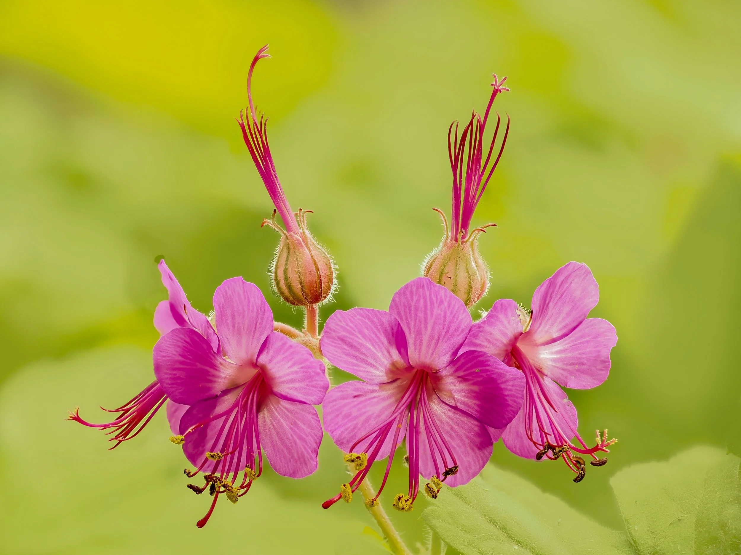 Focus stacking flowers with the @omsystem.americas M Zuiko 90mm macro@lens on the @omsystem.cameras OM-1 with the @ak_diffuser  on the Fl700wr flash 

#omsystem #lisatomphotos #itsinournature #seetheunseen #omsystemcameras