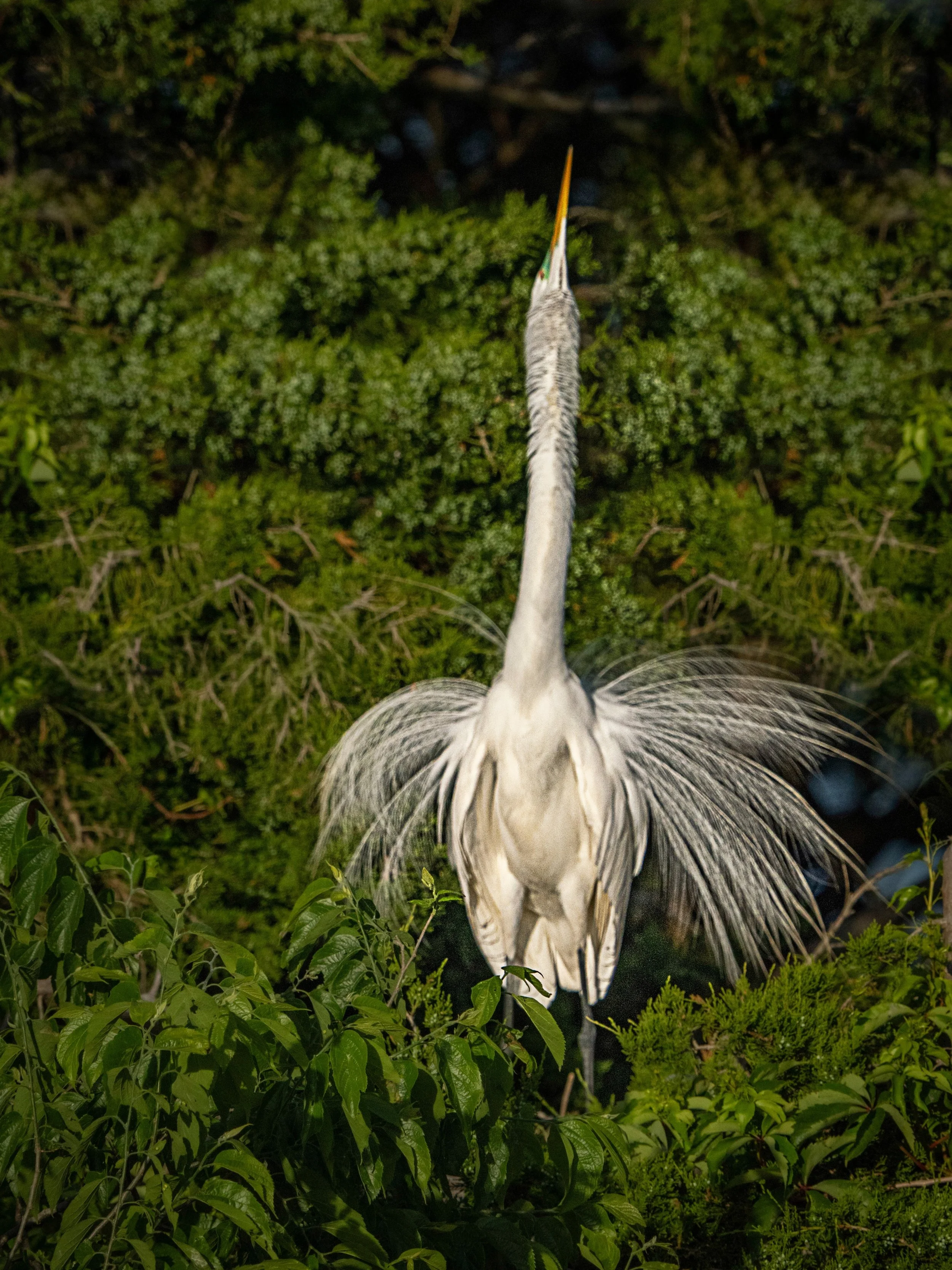 Great Egret, trying to attract a mate

Taken, handheld, 1000mmm, with my @omsystem.americas M Zuiko150-400mm lens with the internal lens 1.25X engaged

#omsystem #lisatomphotos #egrets #greategret #birds #itsinournature