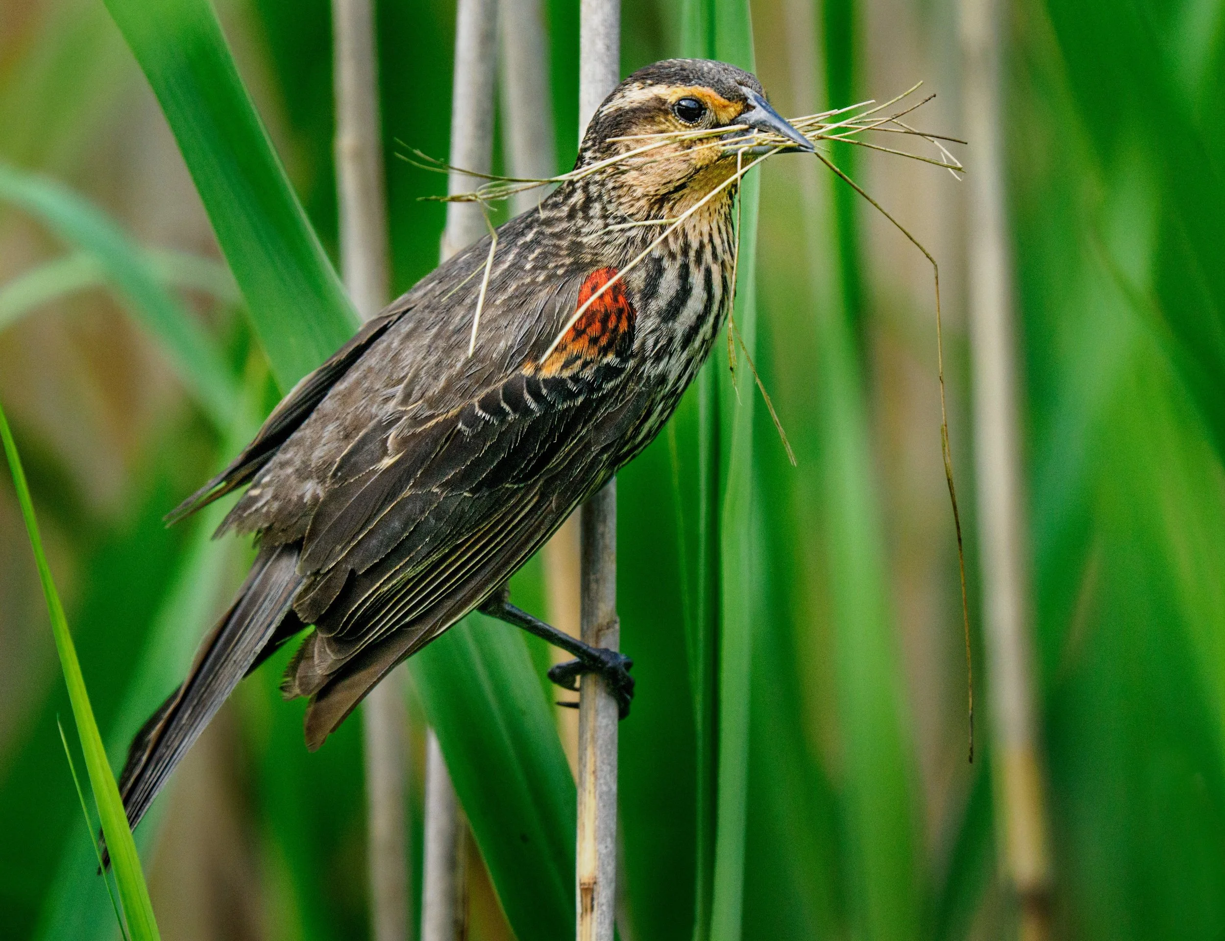 Female Red-winged blackbird with nesting material

Funny how time is relevant 
Spend 5 minutes in traffic, feels like 50! 
Spend 50 minutes watching a bird build a nest, feels like 5 minutes!

Taken, handheld, 1000mmm, with my @omsystem.americas M Zu