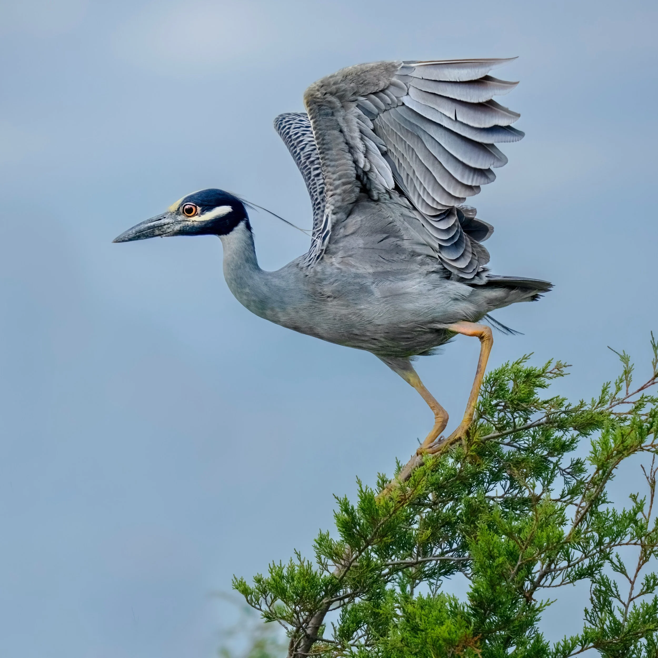 Yellow crowned night heron

Taken, handheld, 1000mmm, with my @omsystem.americas M Zuiko150-400mm lens with the internal lens 1.25X engaged

With @naturephotoretreats and @franktaylorsmith 

#omsystem #lisatomphotos #herons #yellowcrownednightheron #