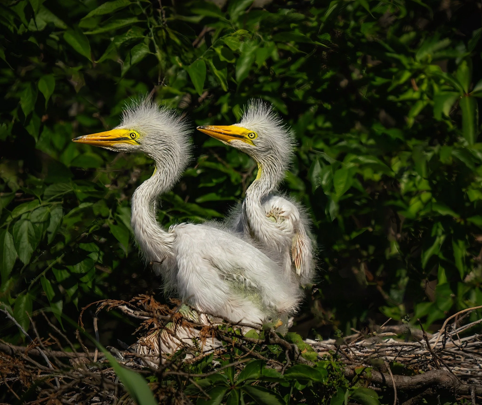 Great Egret chicks, looking for food

Taken, handheld, with the @omsystem.americas OM System M Zuiko 150-400mm lens on the OM-1 Mark II. 

1/3200 | f5.6 | ISO 400

#egrets #greategrets #birds #omsystem #lisatomphotos