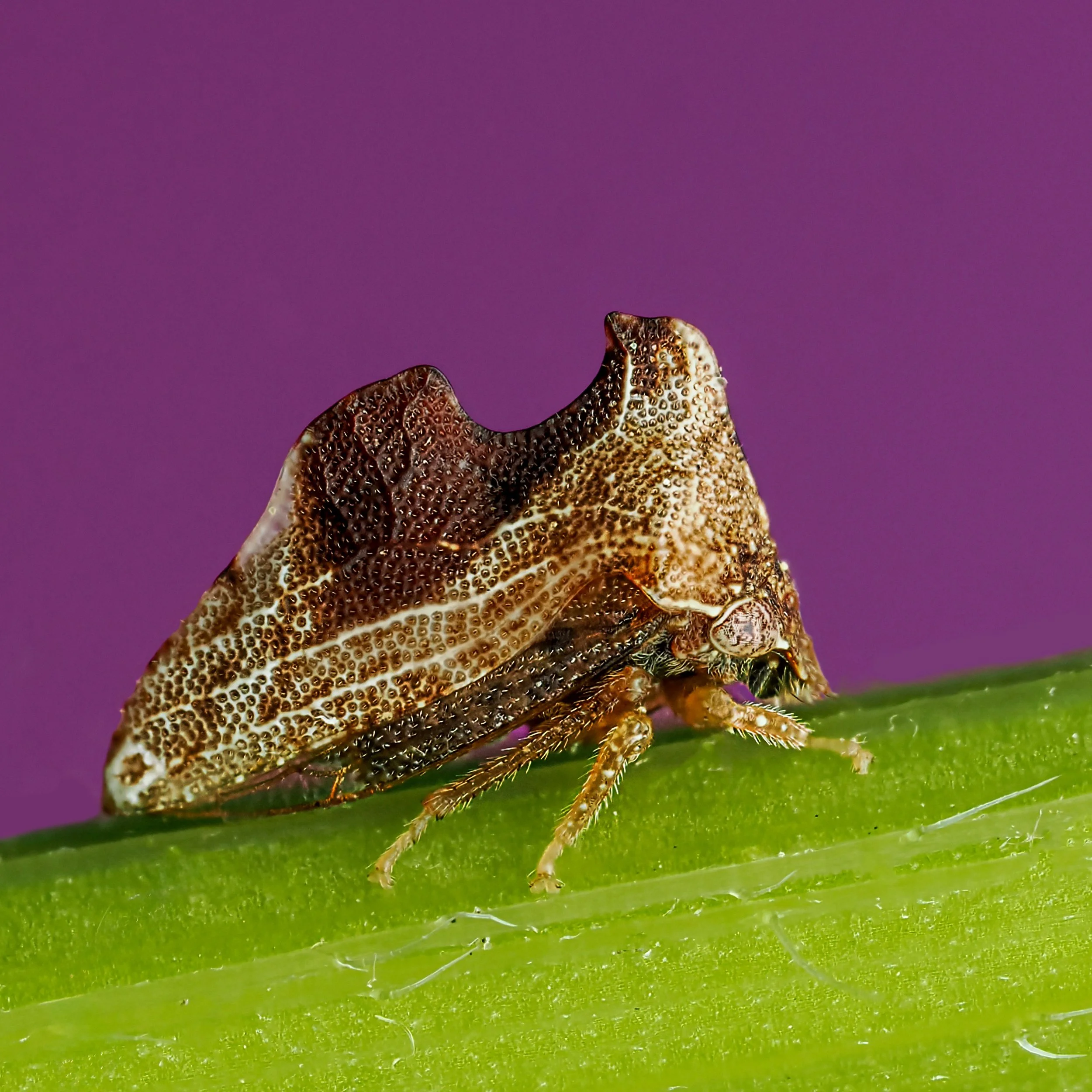 Treehopper

Follow @LisaTom.photos for more birds, blooms, bugs, and beautiful surprises from nature and life.

Focus stacked in-camera using the @omsystem.americas M Zuiko 90mm macro lens at 2X on the OM-1 mark II using the @akdiffuser on the fl700w