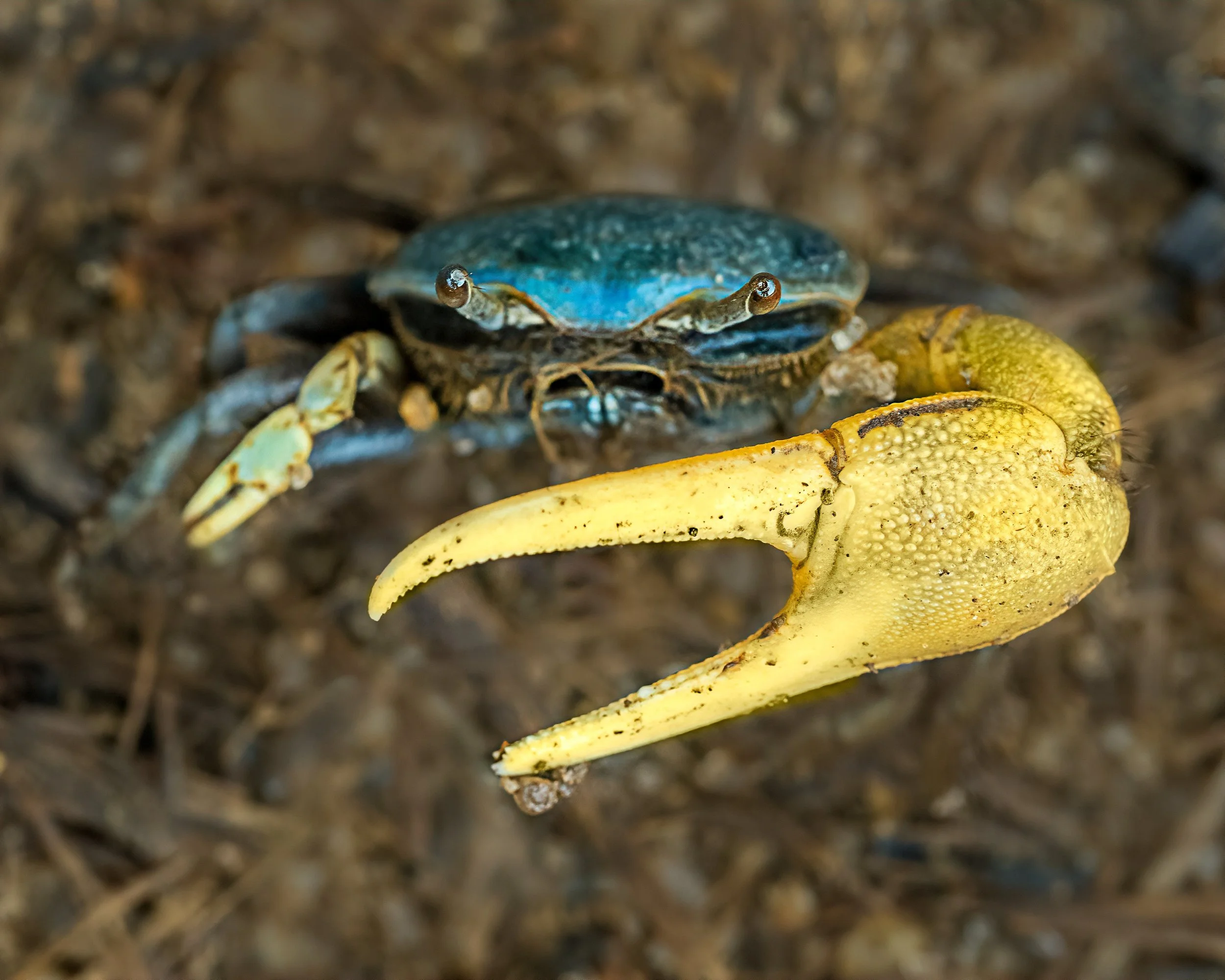 Don't be crabby, come learn to take better photos with us!

@omsystem.cameras 

Follow @LisaTom.photos for more birds, blooms, bugs, and beautiful surprises from nature and encounters with the world.