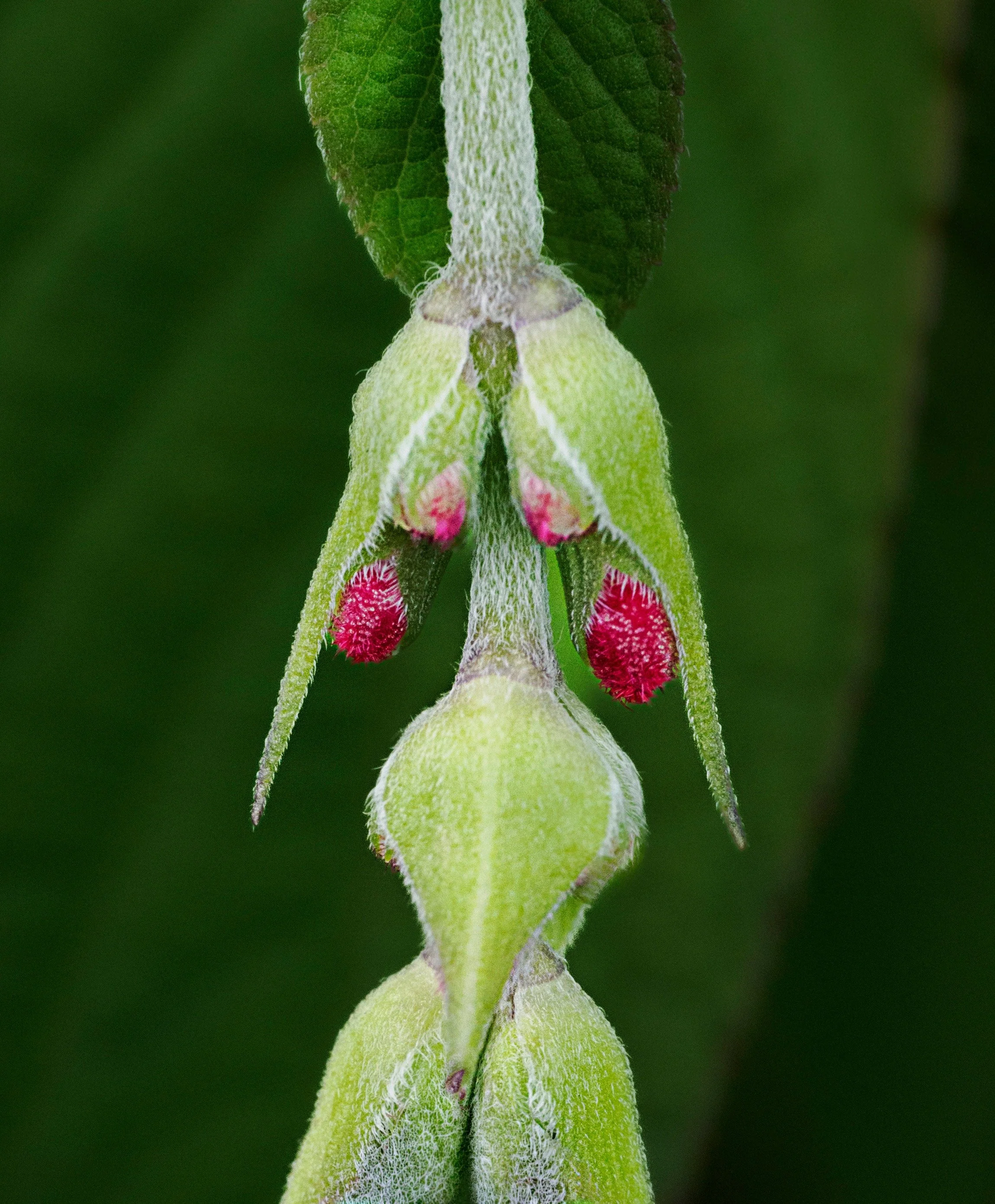 Pareidolia

Face in the foliage

Taken, handheld, with the @omsystem.americas 90mm lens 

single image | f8

Follow @LisaTom.photos for more birds, blooms, bugs, and beautiful surprises from nature and encounters with the world.

#omsystem #seetheuns