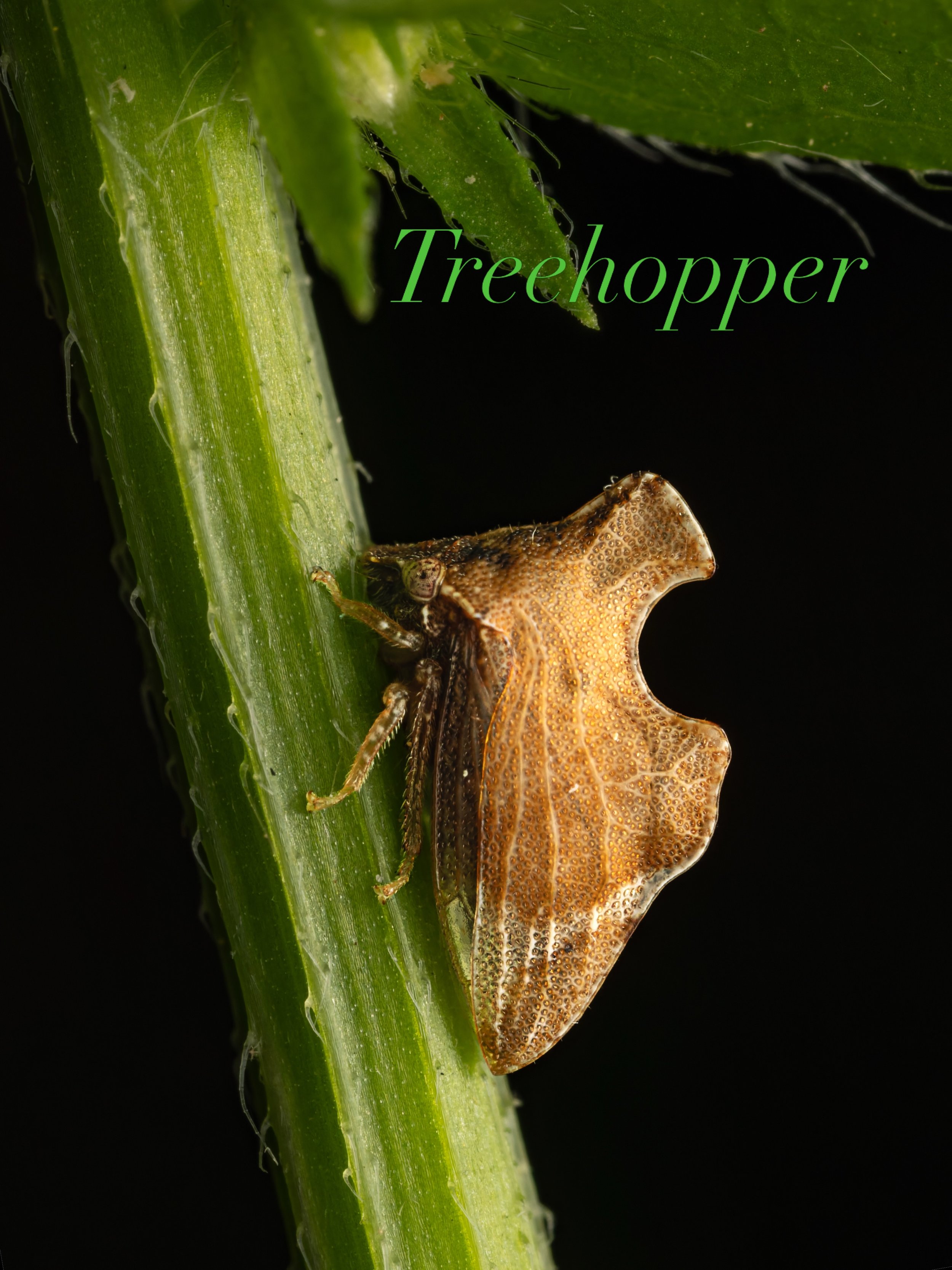 Tree hopper in our yard 

Take,handheld, with the @omsystem.americas M Zuiko 90mm lens on the OM-1 mark ii

Follow @lisatom.photos for more birds, blooms, bugs, and beautiful surprises from nature and encounters with the world.

#omsystem #treehopper