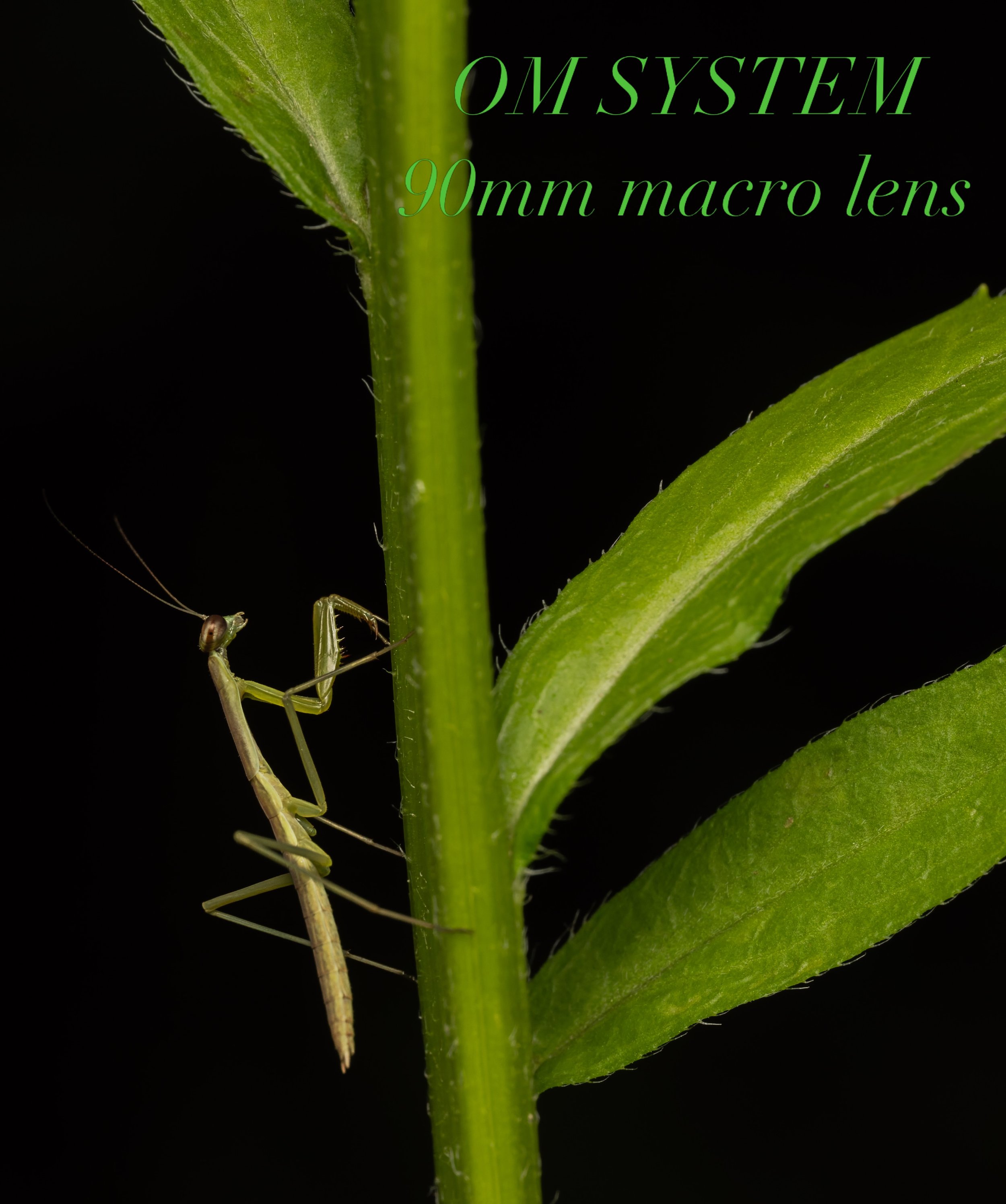 Juvenile praying mantis

Taken, handheld, with the @omsystem.americas M Zuiko 90mm macro lens 

Follow @lisatom.photos for more birds, blooms, bugs, and beautiful surprises from nature and encounters with the world.

#omsystem #prayingmantis #insects