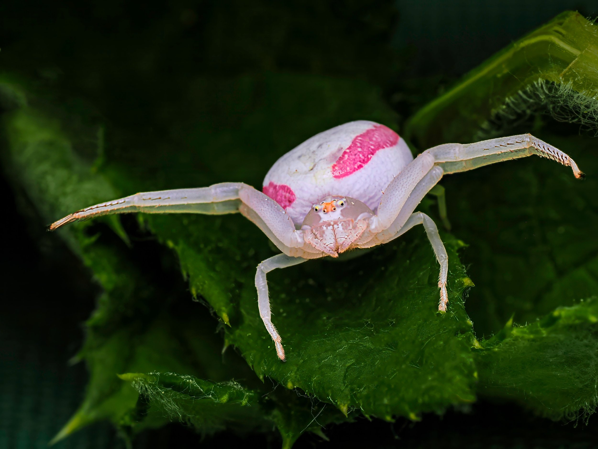 The crab spider poses!

Taken with the @omsystem.americas M Zuiko 90mm macro lens on the @omsystem.cameras OM-1 mark II with the @akdiffuser on the fl700wr flash.

The first two images are focus stacked in-camera, the last one a single frame. The Spi
