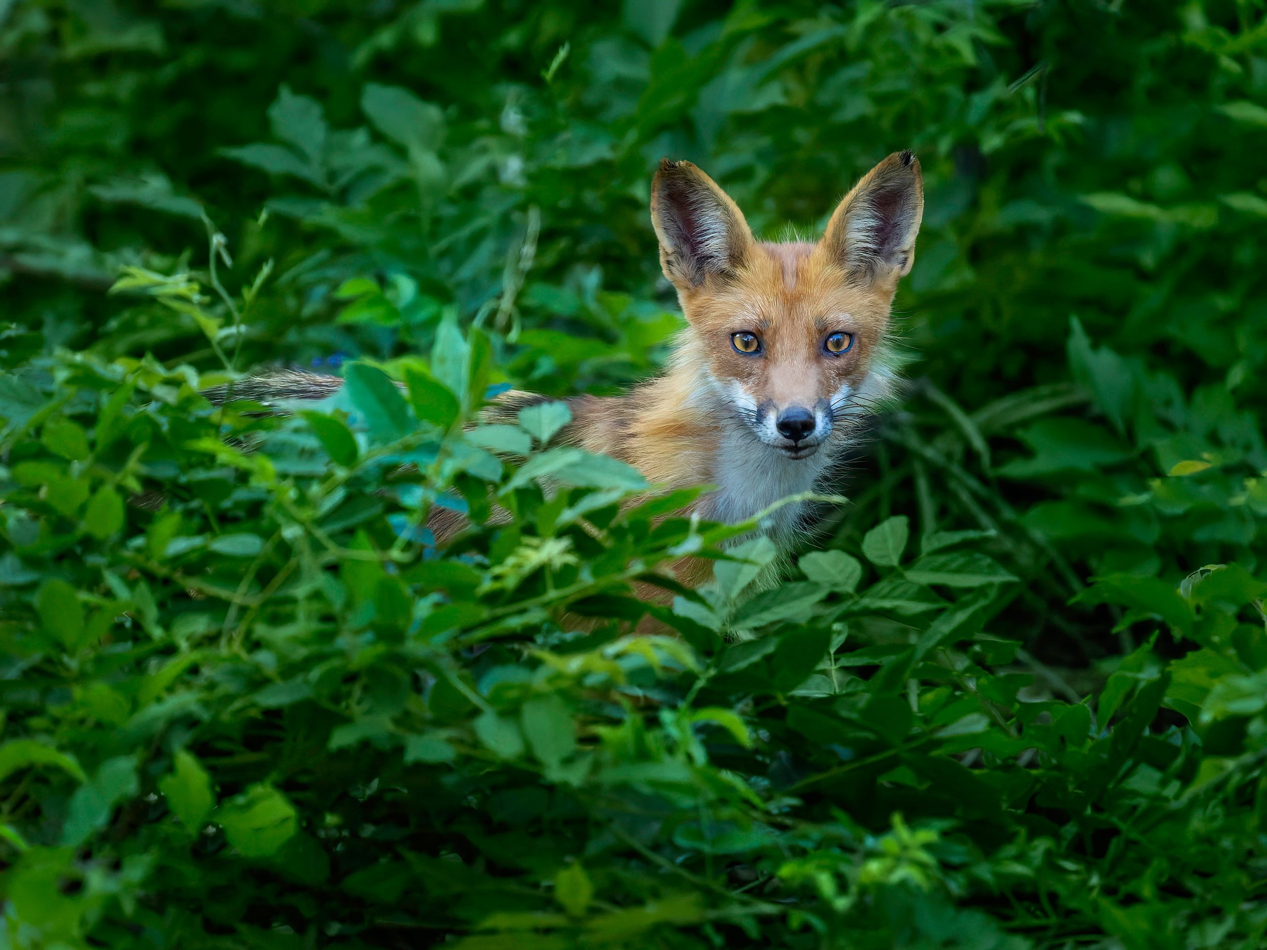 Fox Kit. I was there Sunday evening for the birds, but ready for everything, and ended up watching this Fox kit (and Mom) for a tad. Nature is awesome! Foxes are curious and caring animals.

Taken, handheld, with my @omsystem.americas M Zuiko 150-400