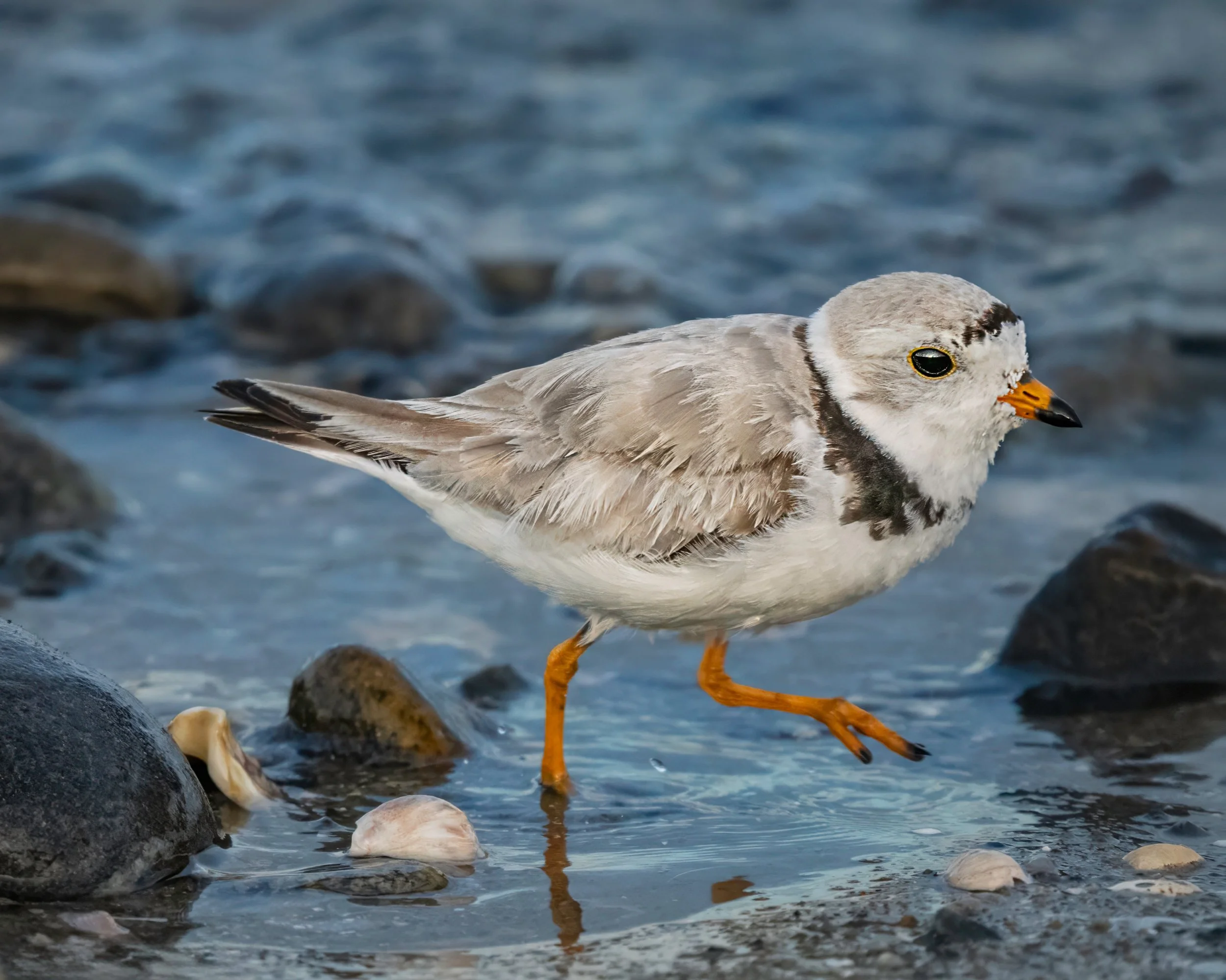 Made a quick stop on my way home, and plovers all over! 

Taken, handheld, with my @omsystem.americas M Zuiko 150-400mm lens on my OM-1 mark II

f 5.6 | ISO 5000 1/2500

#omsystem #plover #plovers #birds #lisatomphotos #MZuiko #itsinournature