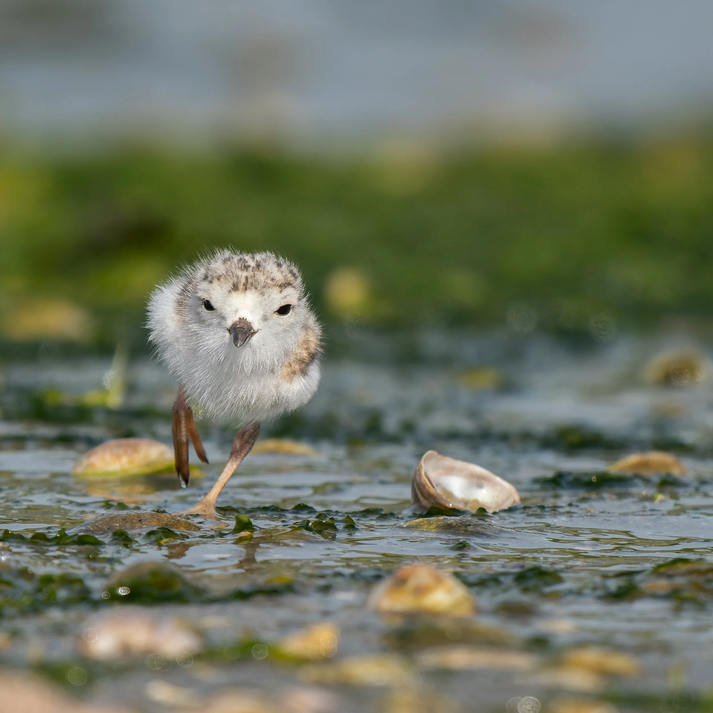 Newly Hatched

The piping plovers are so fun to watch. caring parents and little cottonballs on wind-up toys with legs chicks.

Taken, handheld, with the @omsystem.americas M Zuiko 150-400mm lens on my OM-1 mark II

#omsystem #plover #plovers #birds 