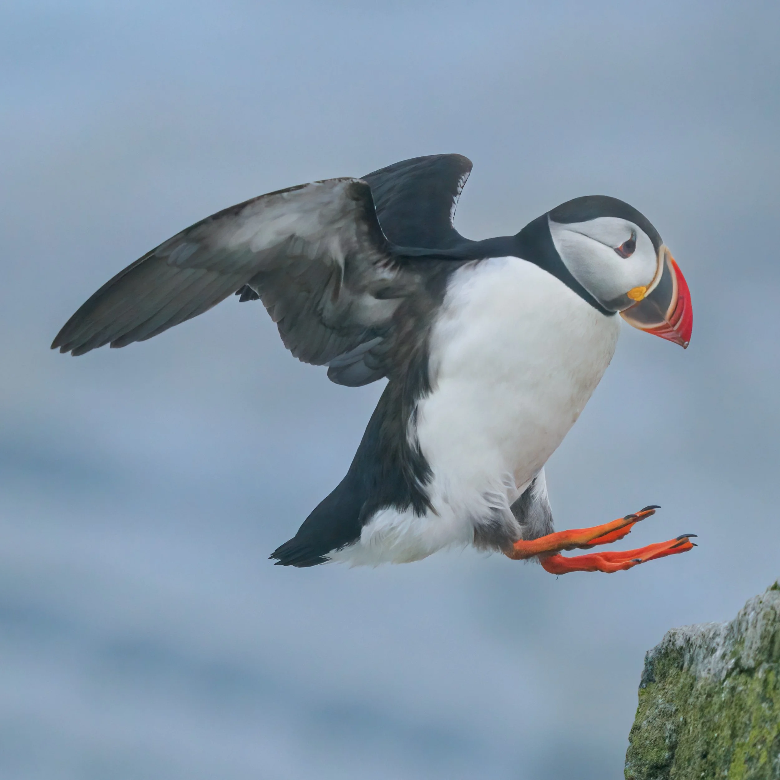 Puffins!

How can you not smile when you see them!

Taken, handheld, with the @omsystem.americas OM-1 mark ii

#puffins #omsytem @omsystem.cameras @lisatomphotos #birds