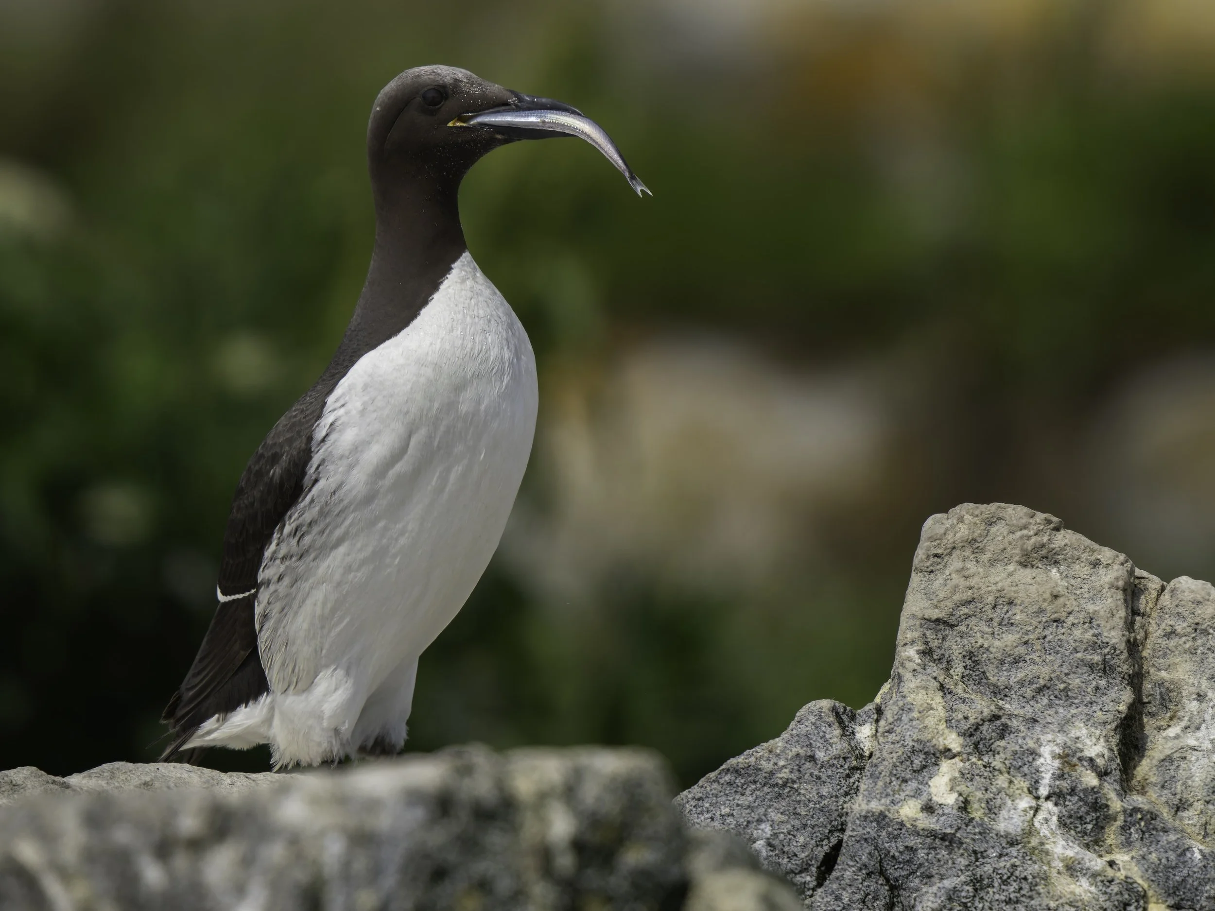 Can you spot the bridled Murre versus the Common Guillemot (aka Common Murre)?

Take, handheld, with the @omsystem.americas M Zuiko 150-400mm lens on the OM-1 mark II

#omsystem #murre #birds #mainebirds #machiassealisland #lisatomphotos