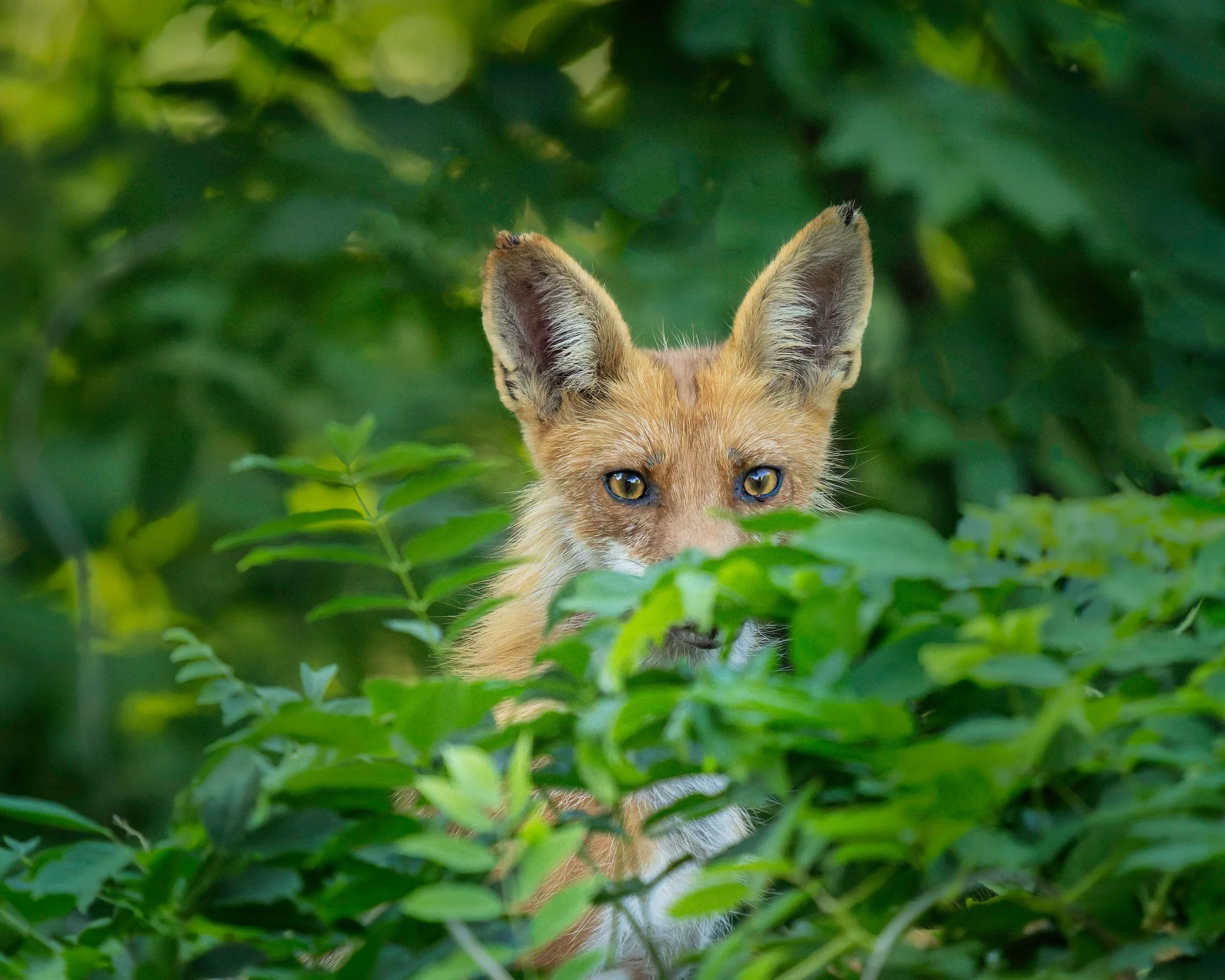 Foxes, especially kids, are very curious!

Follow us @lisatom.photos for more birds, blooms, bugs, and beautiful surprises from nature and encounters with the world.

Taken, handheld, with my @omsystem.americas M Zuiko 150-400mm lens on my OM-1 mark 