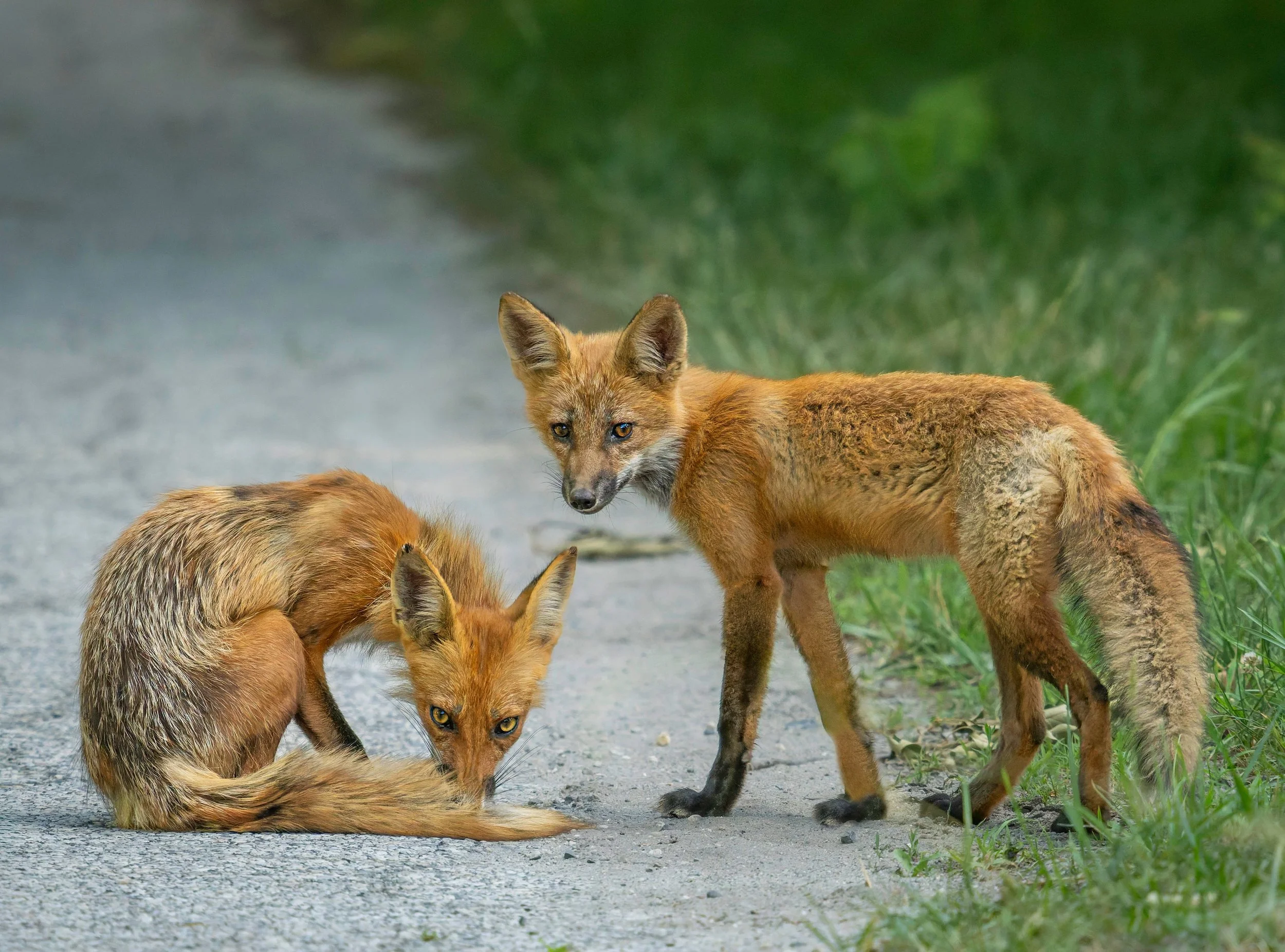 Fox with Kit

Follow us @lisatom.photos for more birds, blooms, bugs, and beautiful surprises from nature and encounters with the world.

Taken, handheld, with my @omsystem.americas M Zuiko 150-400mm lens on my OM-1 mark II

f5.6 | ISO 4000 1/1000

#