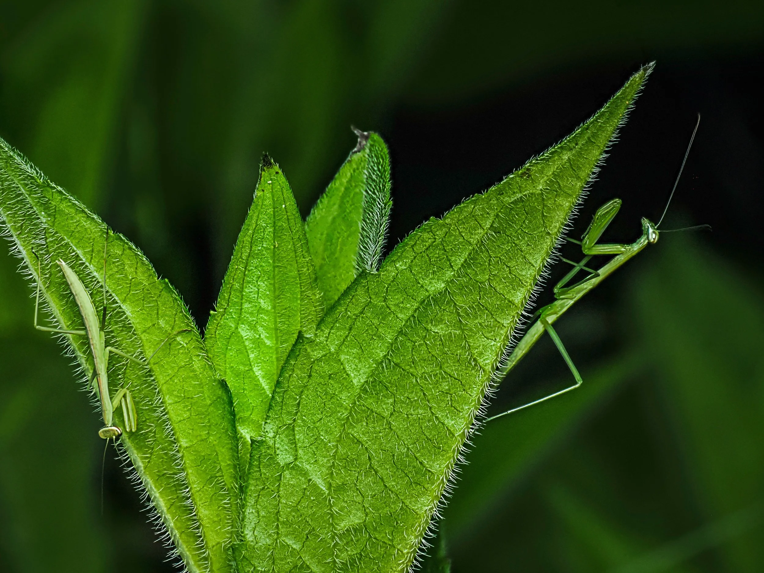 TWO Praying Mantis on this plant. Focus stacked in-camera. Tkaen using the @omsystem.americas M Zuiko 90mm lens on my OM-1 mark II with the @akdiffuser on the fl700wr.

Last night Tom and I ventured out into the garden and found more than two dozen s